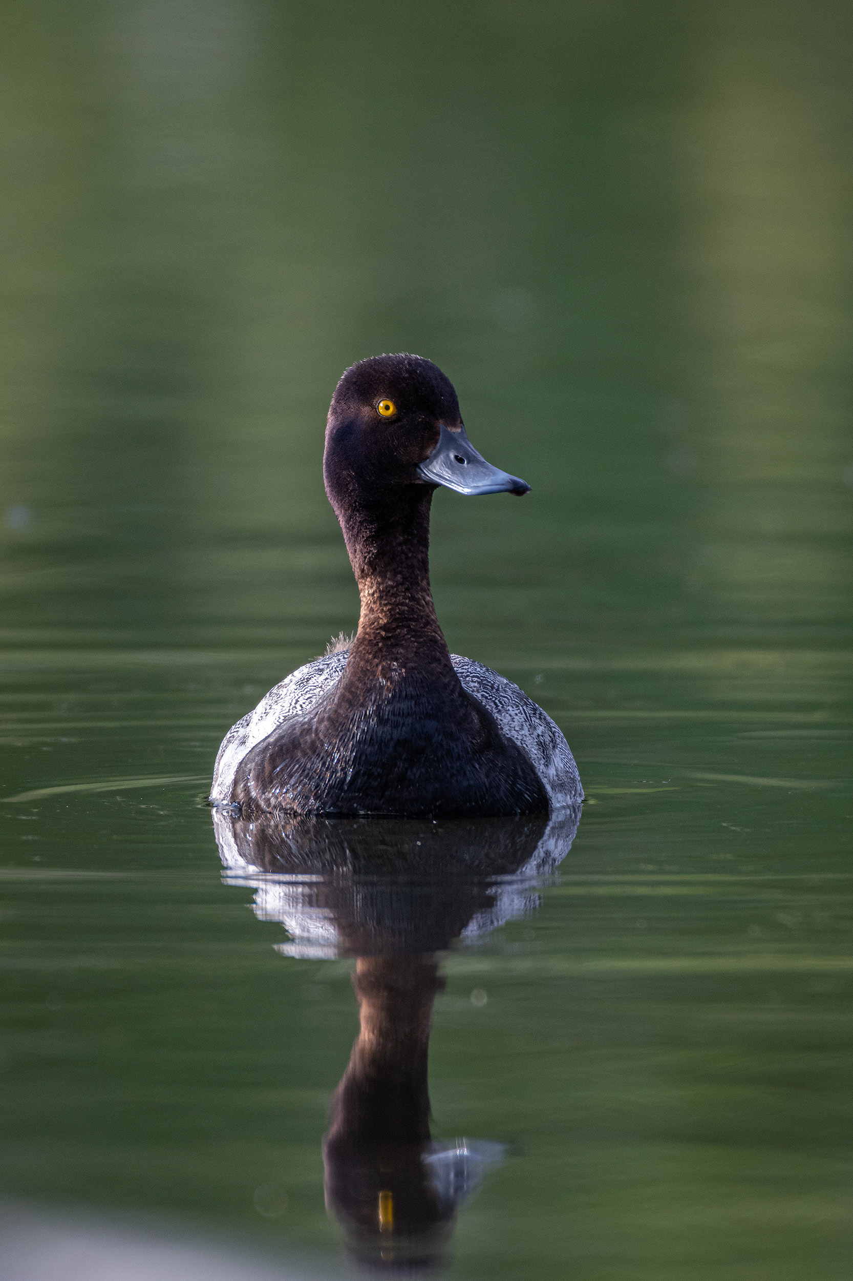 Scaup (male), Marshall Springs ponds, Fish Creek Provincial Park, Calgary, AB