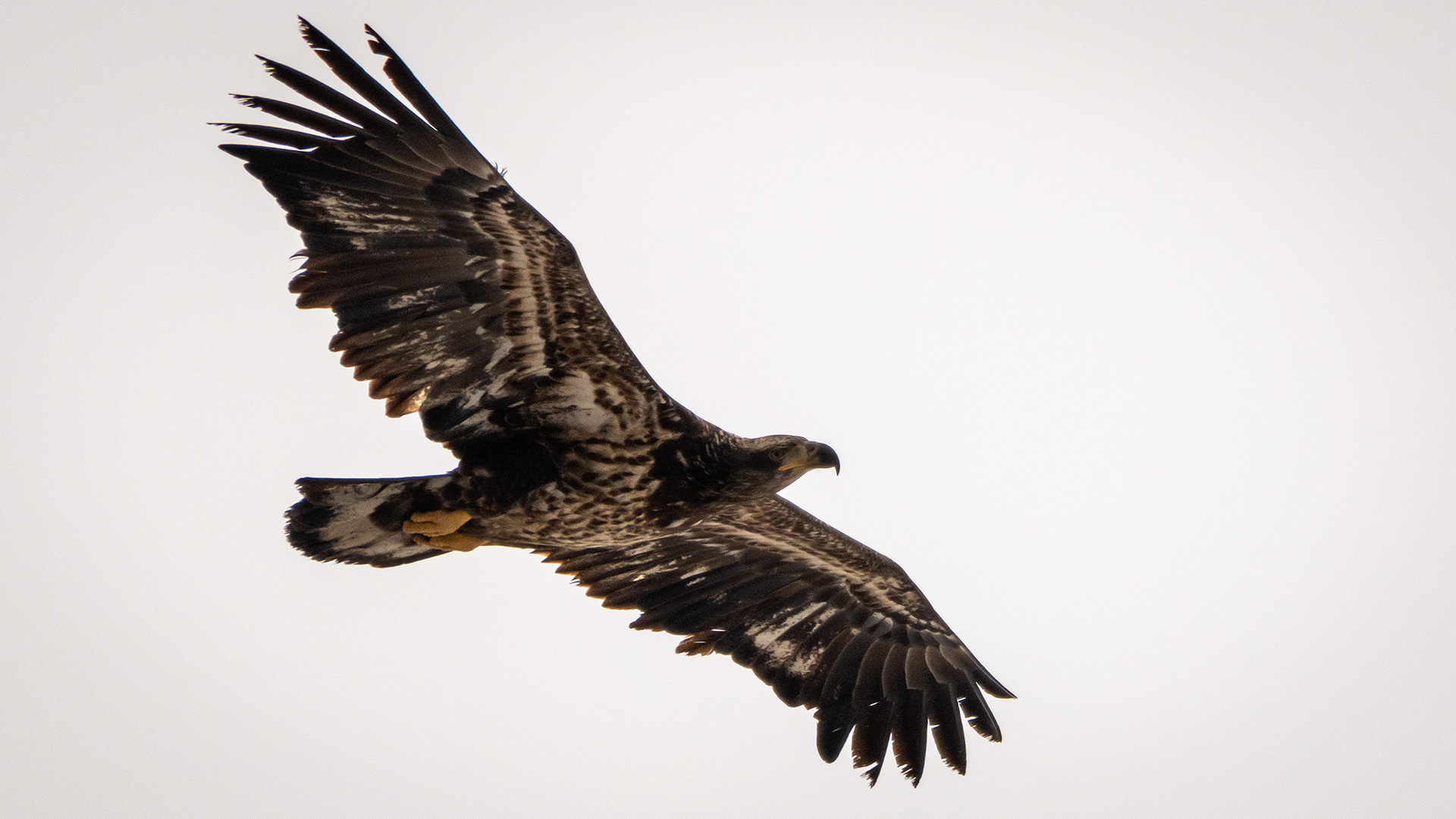 Bald Eagle (immature) in flight - Southview Off Leash Dog Park, Calgary, AB
