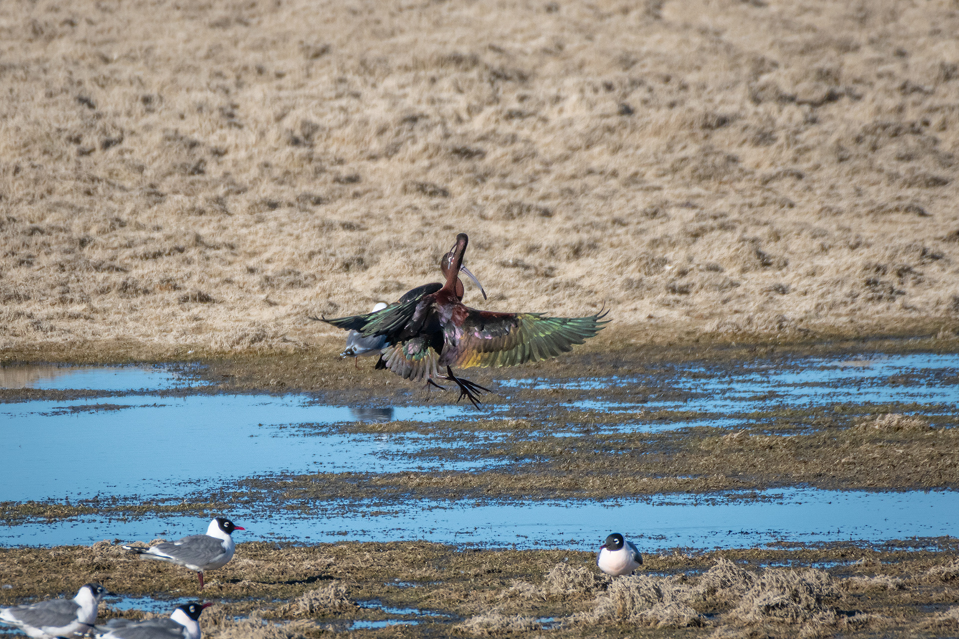 White-faced Ibises, Glenmore Reservoir, North Glenmore Park, Calgary, AB