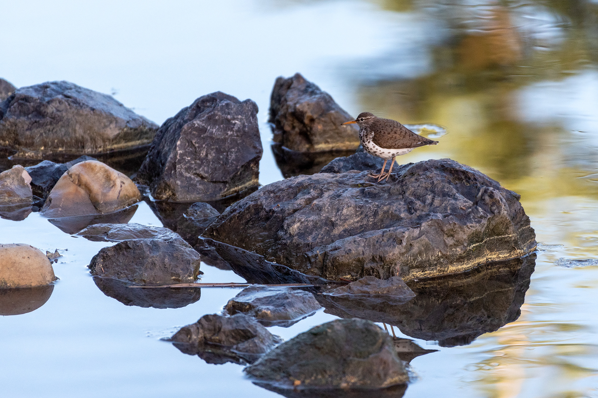 Spotted Sandpiper, Marshall Springs, Fish Creek Provincial Park, Calgary
