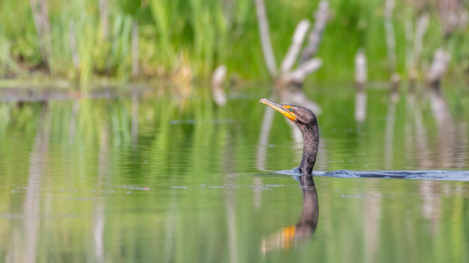 Double-crested Cormorant, Marshall Springs - Fish Creek Prov. Park, Calgary, AB