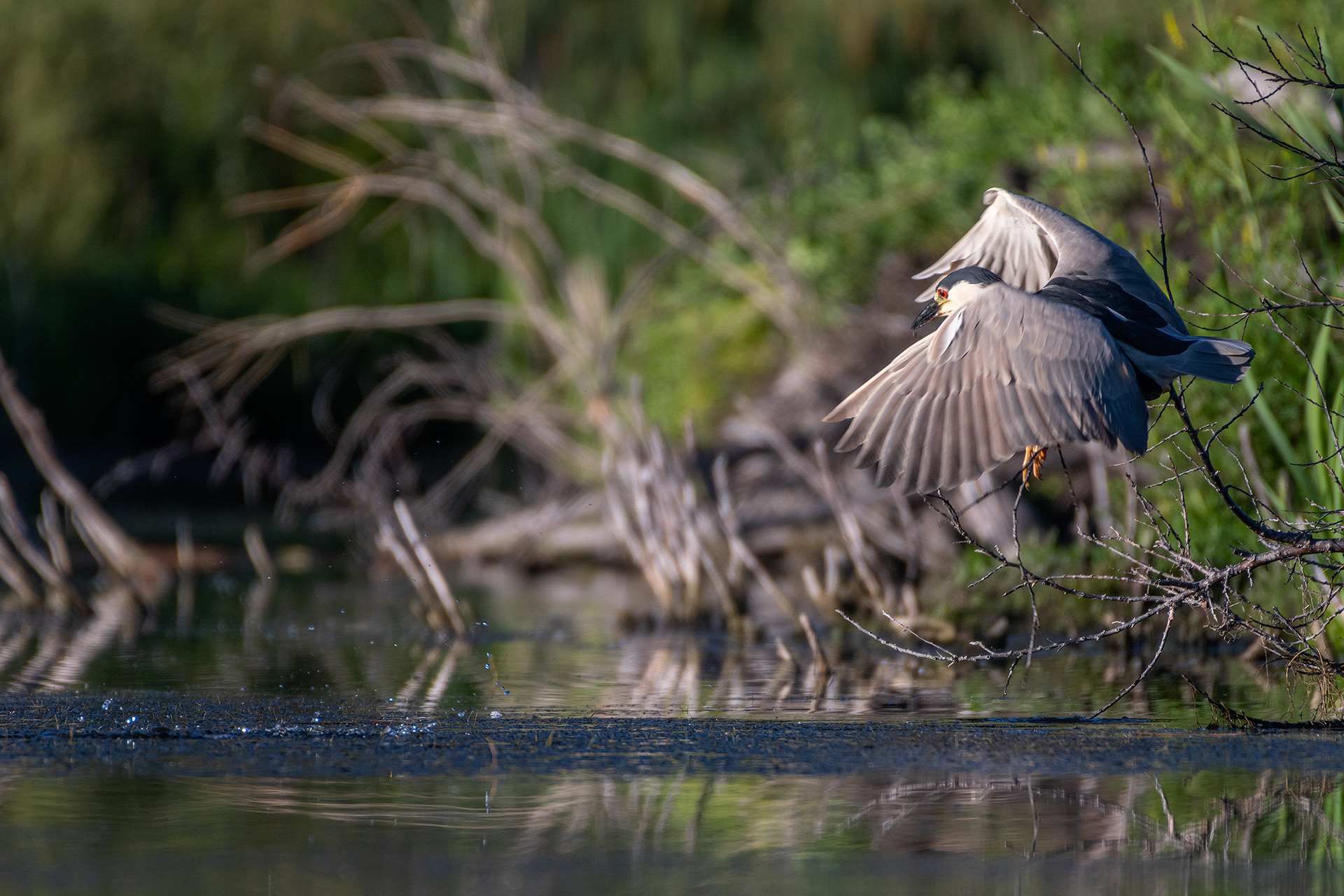 Black-crowned Night-Heron, Marshall Springs ponds, Fish Creek Provincial Park, Calgary, AB