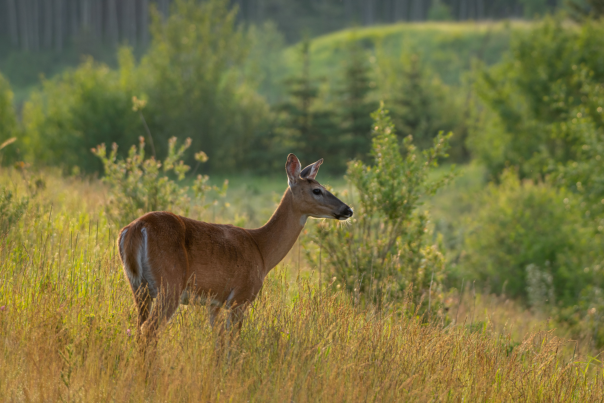 White-tailed Deer, Marshall Springs ponds, Fish Creek Provincial Park, Calgary, AB
