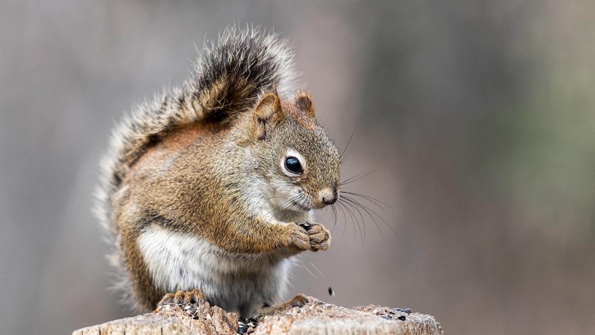 Red Squirrel, Weaselhead Flats, Calgary, Alberta