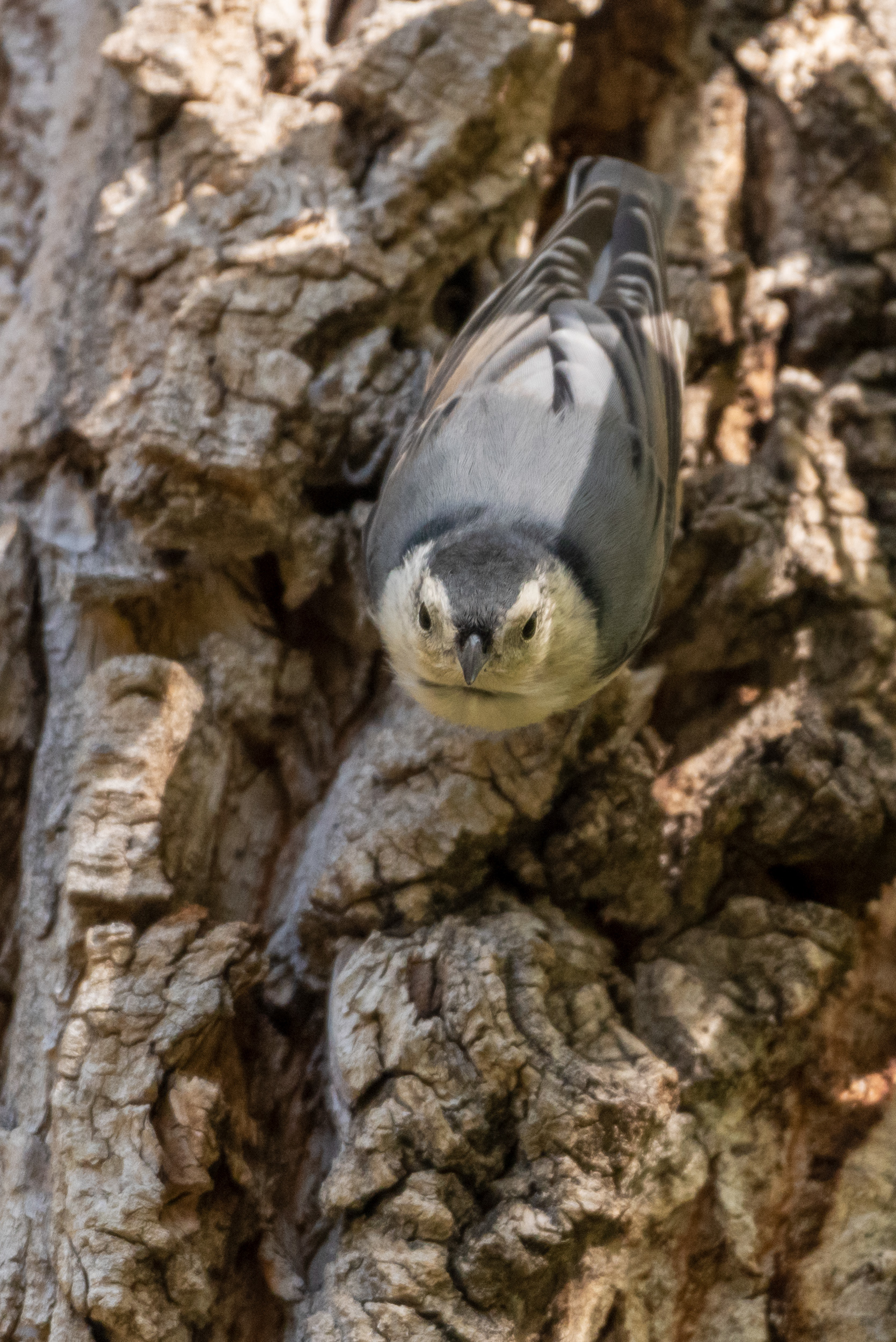 Bird (unknown type), Fish Creek Provincial Park