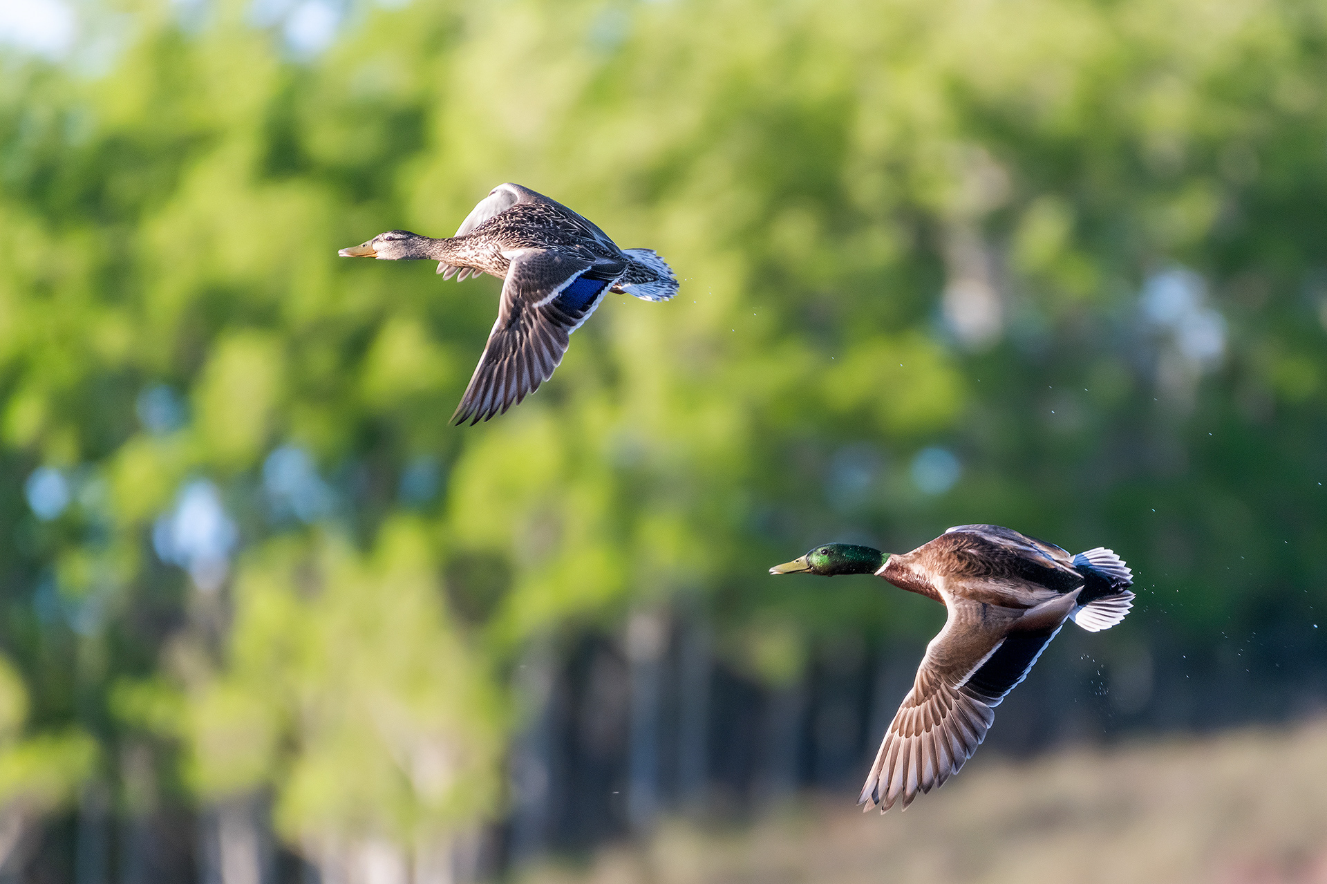 Mallard pair (in flight) at the Marshall Springs ponds in Fish Creek Provincial Park, Calgary, Alberta