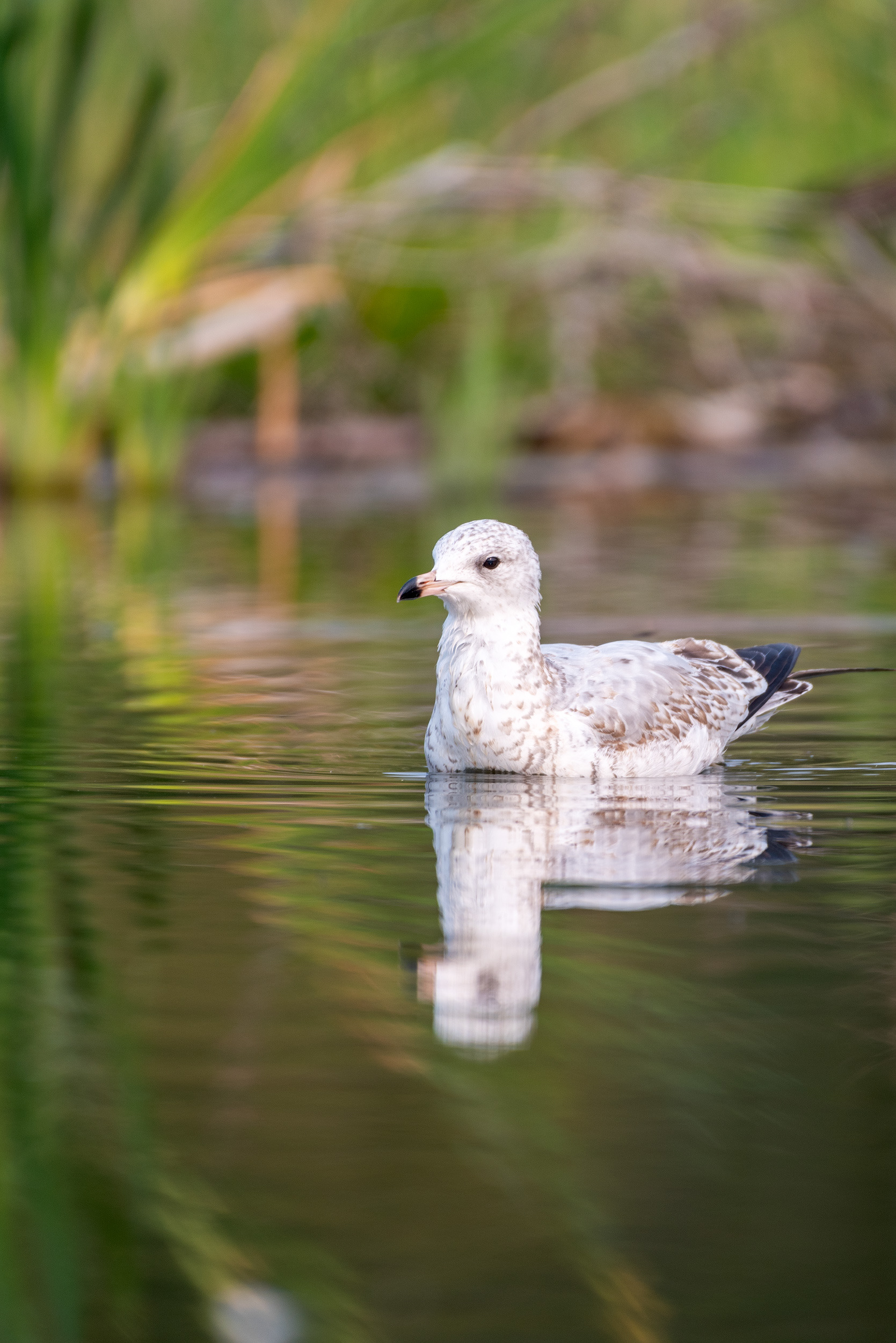 Plover? (not sure), at the Marshall Springs ponds in Fish Creek Provincial Park