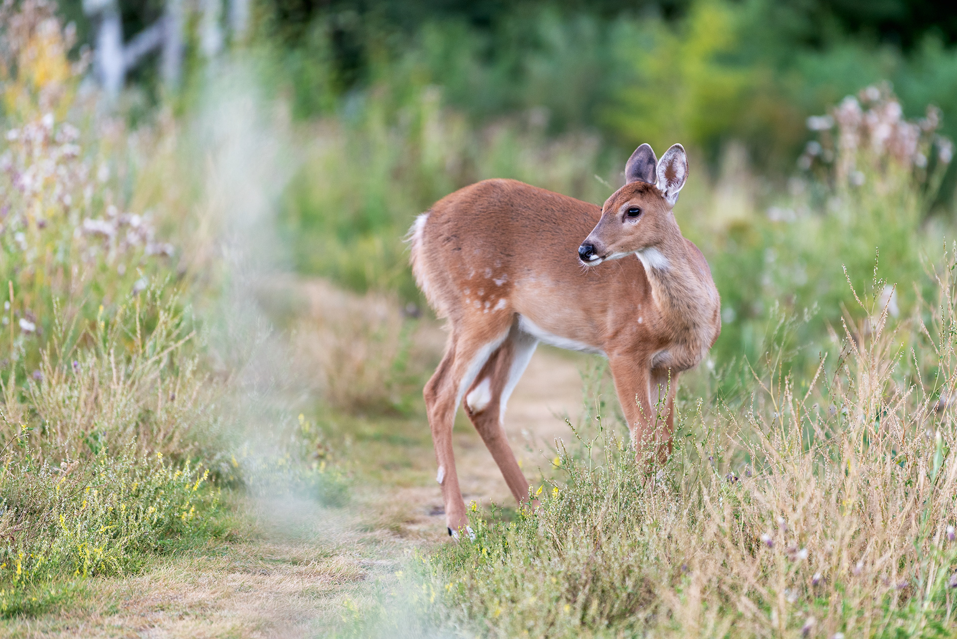 Young Deer at the Marshall Springs ponds in Fish Creek Provincial Park
