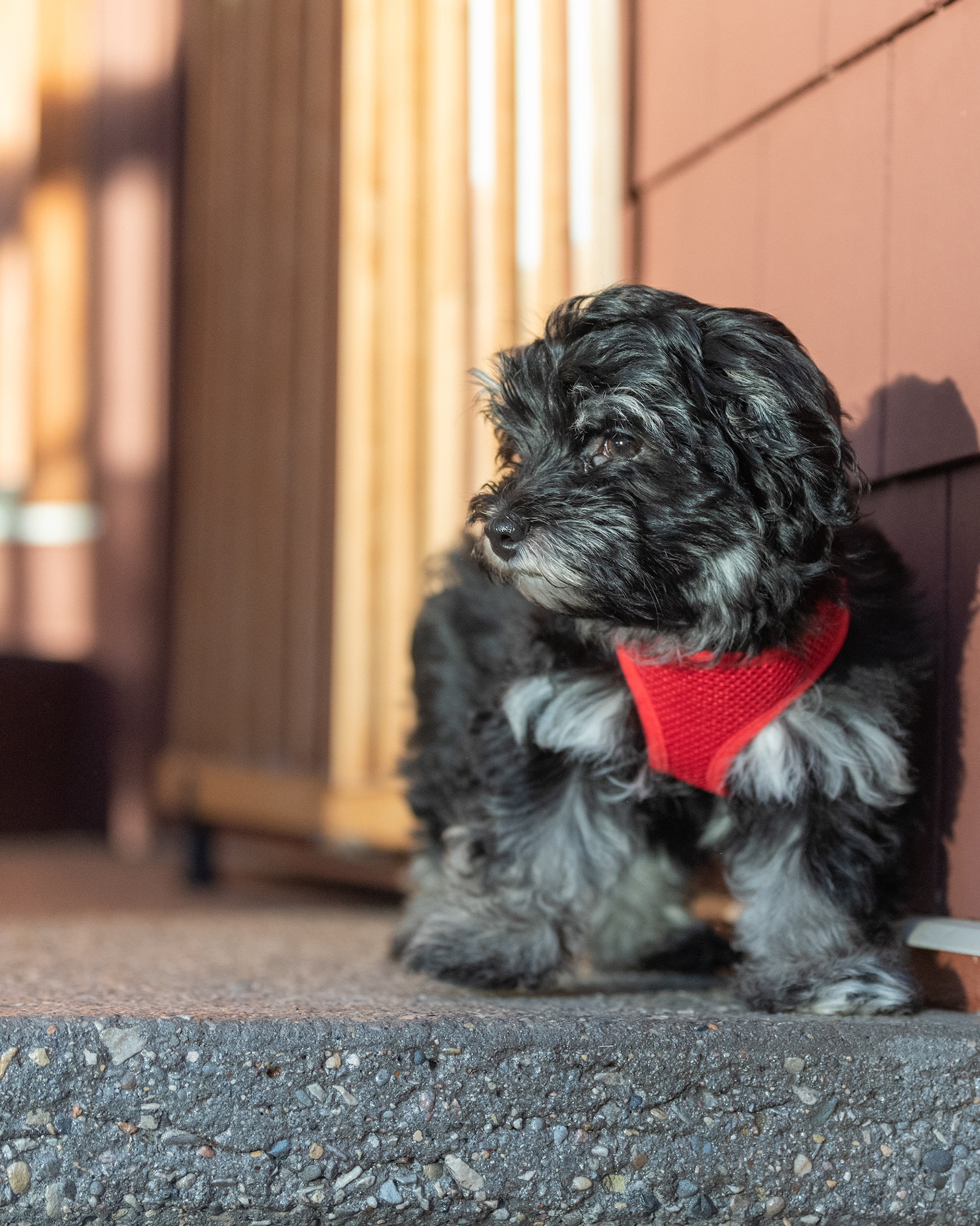 Oscar, a hansom young pup, in Bridlewood