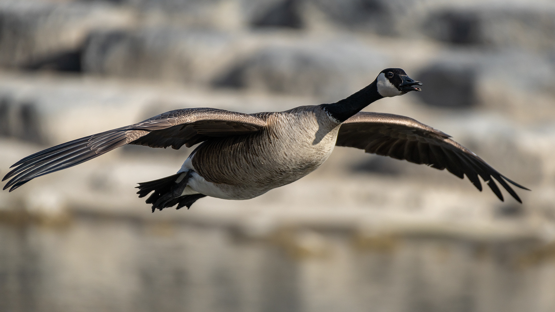 Canada Goose (in flight), near the Harvie Passage of the Bow River, Pearce Estate Park, Calgary, AB