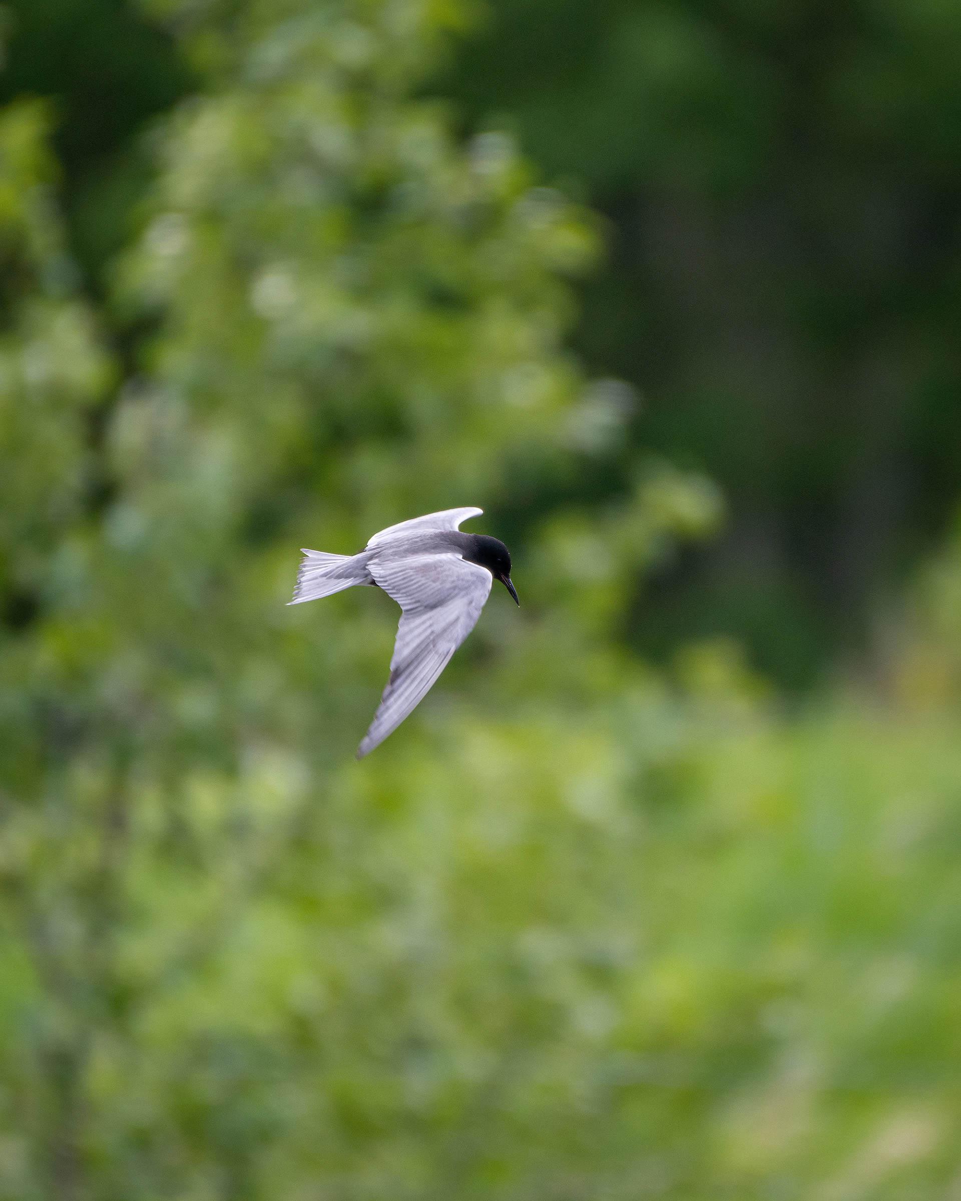 Black Tern (in flight), Marshall Springs ponds, Fish Creek Provincial Park, Calgary, AB