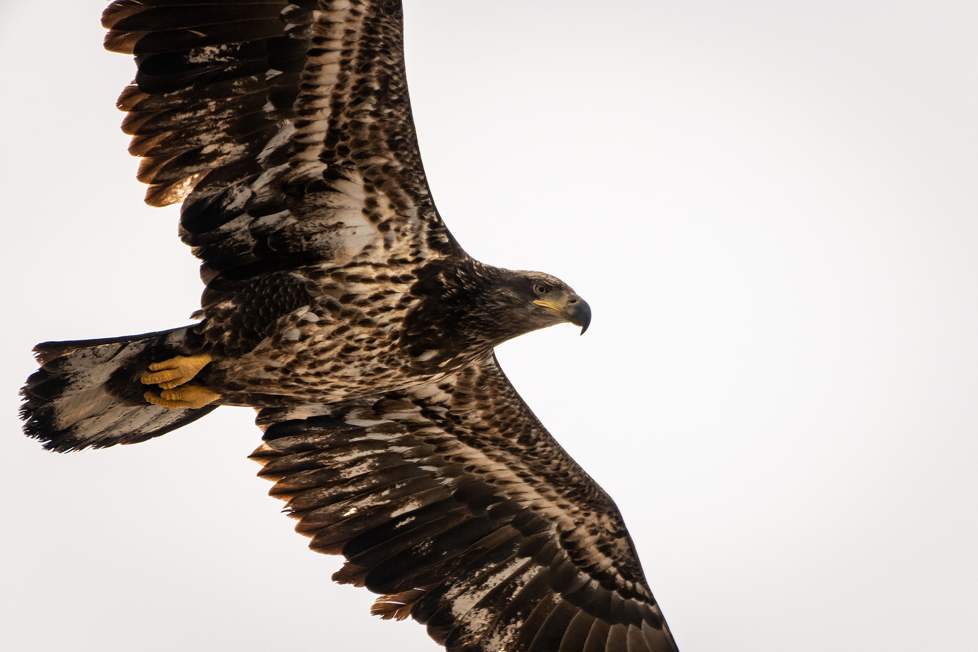 Bald Eagle (immature) in flight - Southview Off Leash Dog Park, Calgary, AB