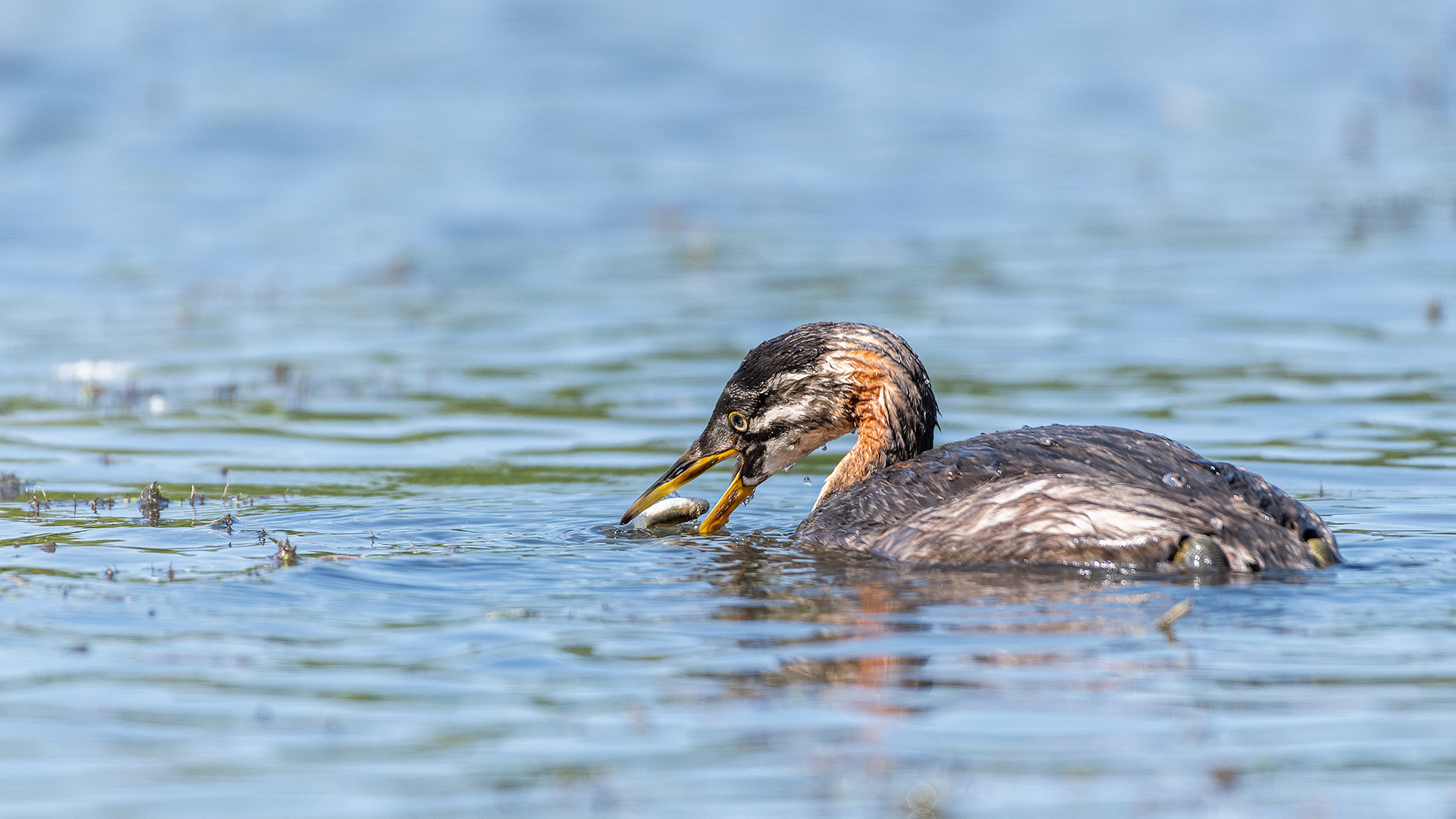 Red-necked Grebe (immature), Marshall Springs - Fish Creek Prov. Park, Calgary, AB