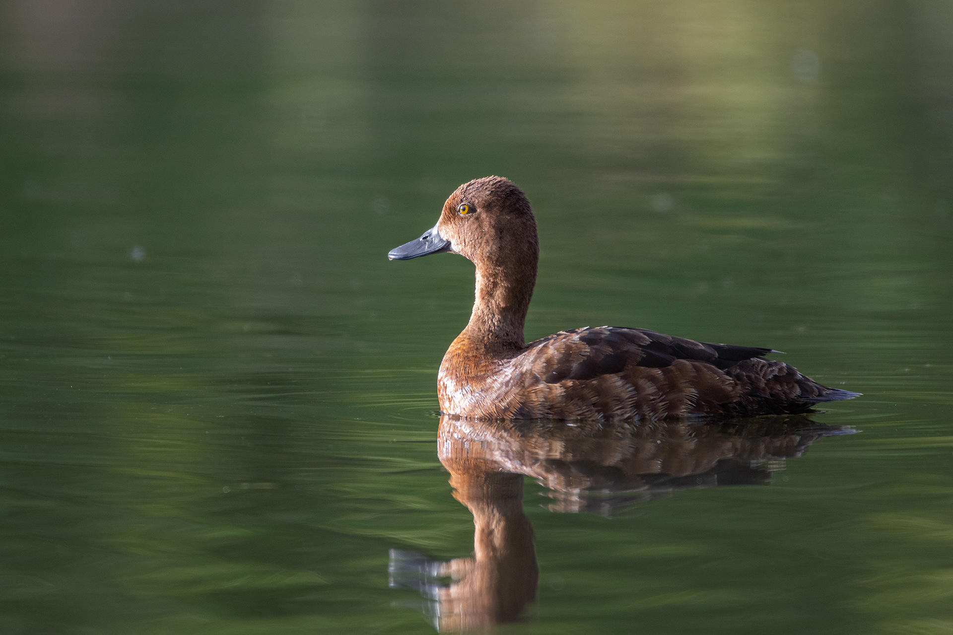 Scaup (female), Marshall Springs ponds, Fish Creek Provincial Park, Calgary, AB