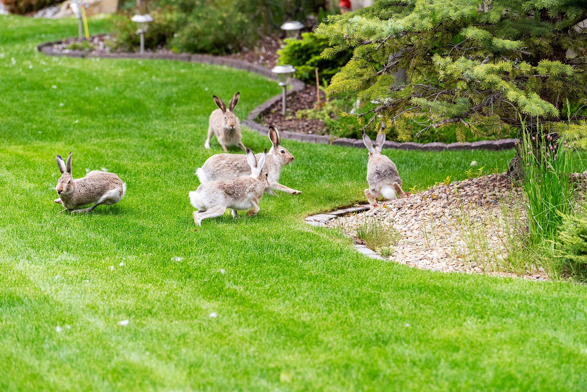 wild hares, Bridlewood, Calgary, Alberta