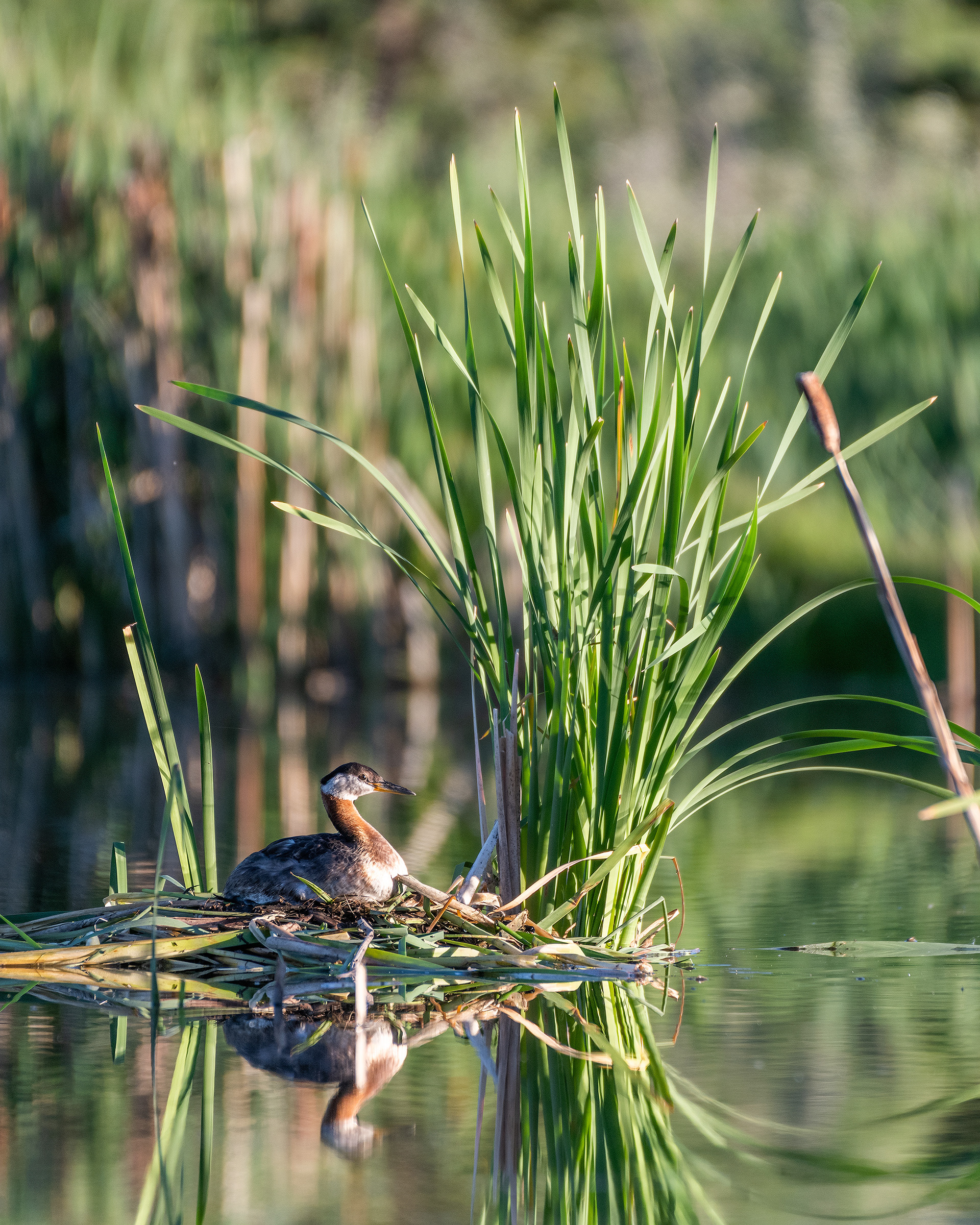 Red-necked Grebe (female) on her nest, Marshall Springs - Fish Creek Prov. Park, Calgary, AB