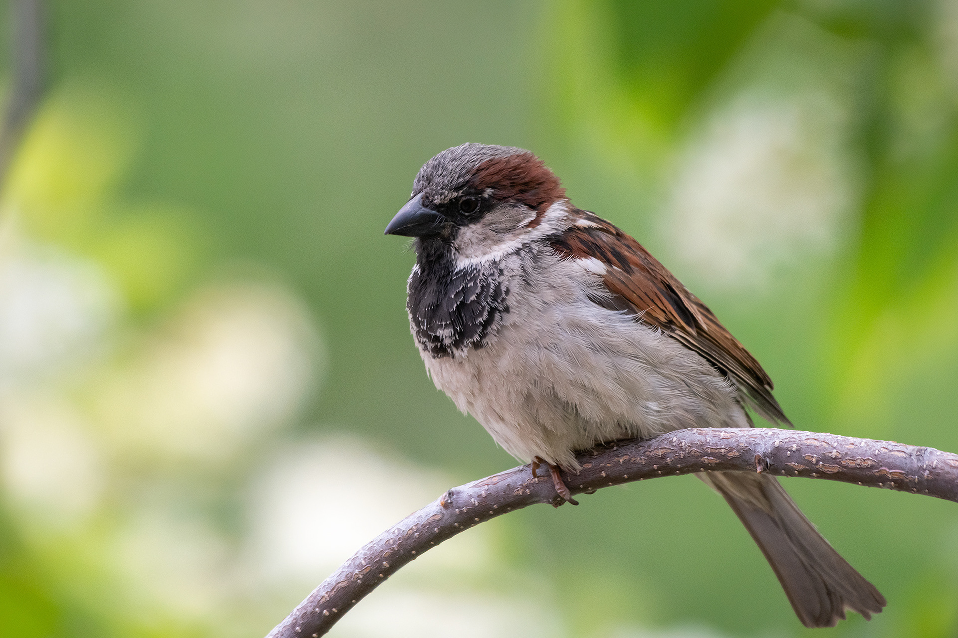 House Sparrow (male), Bridlewood, Calgary, AB