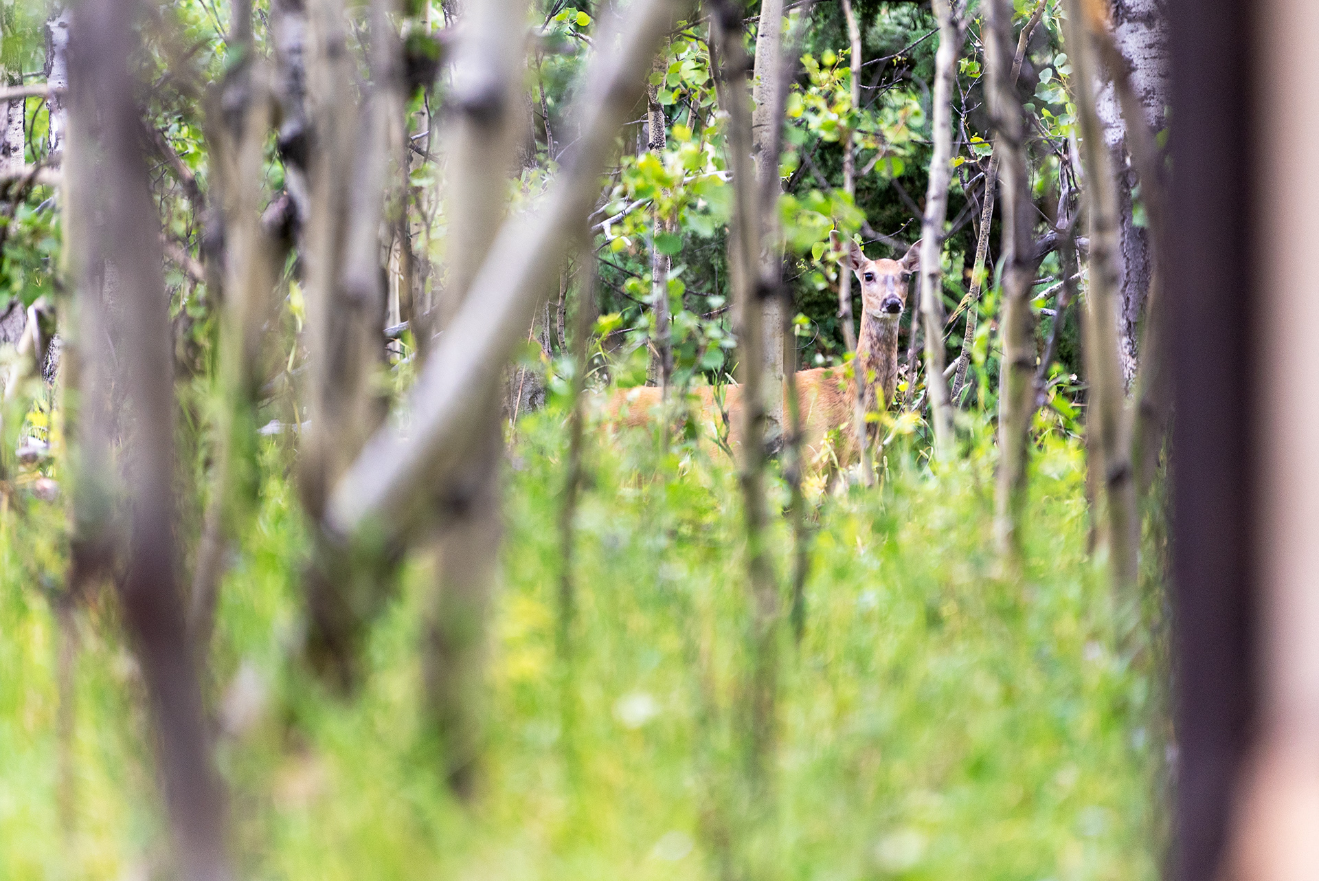 doe through the trees