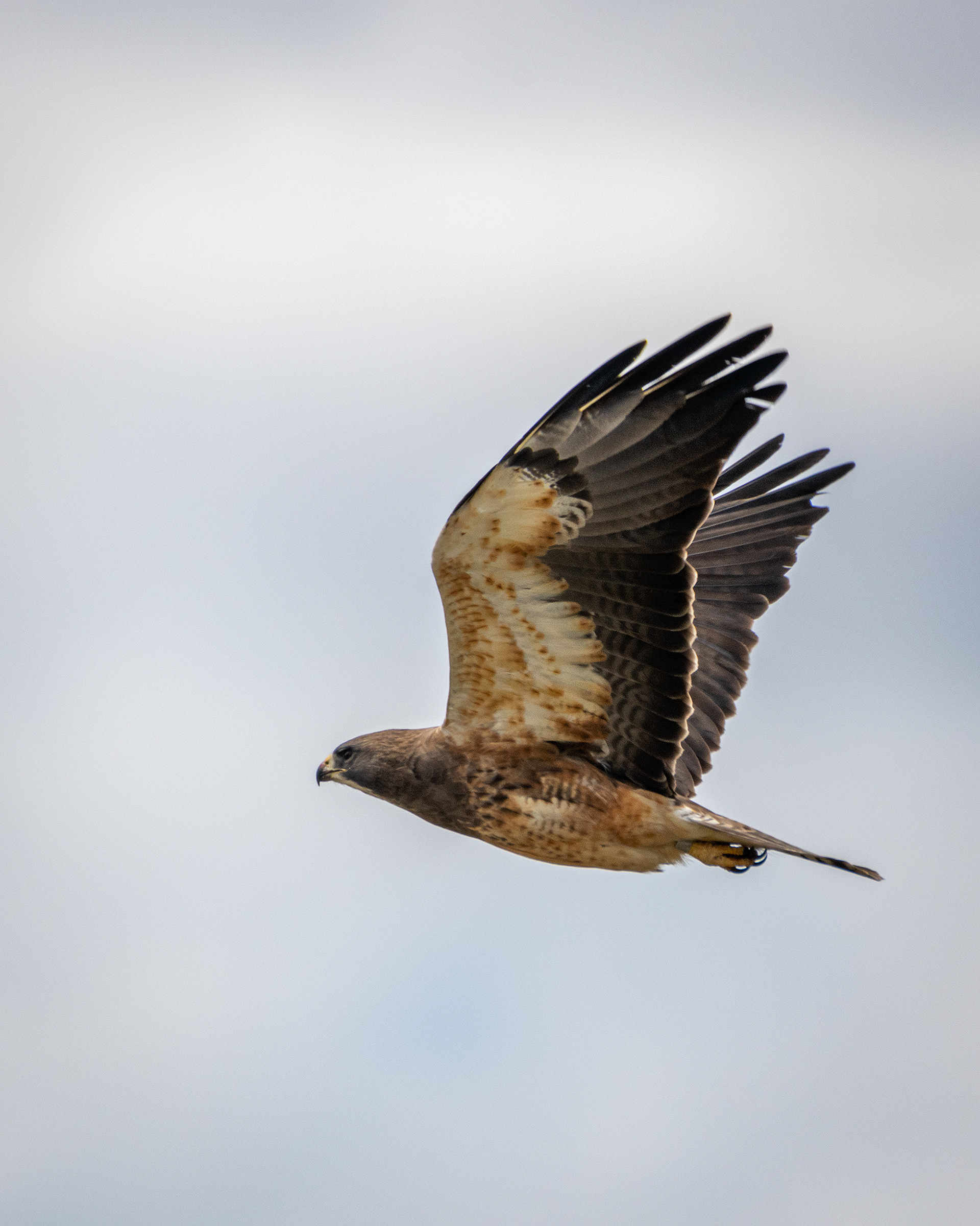 Hawk (in flight), Tom Campbell's Hill Natural Park, Calgary, AB