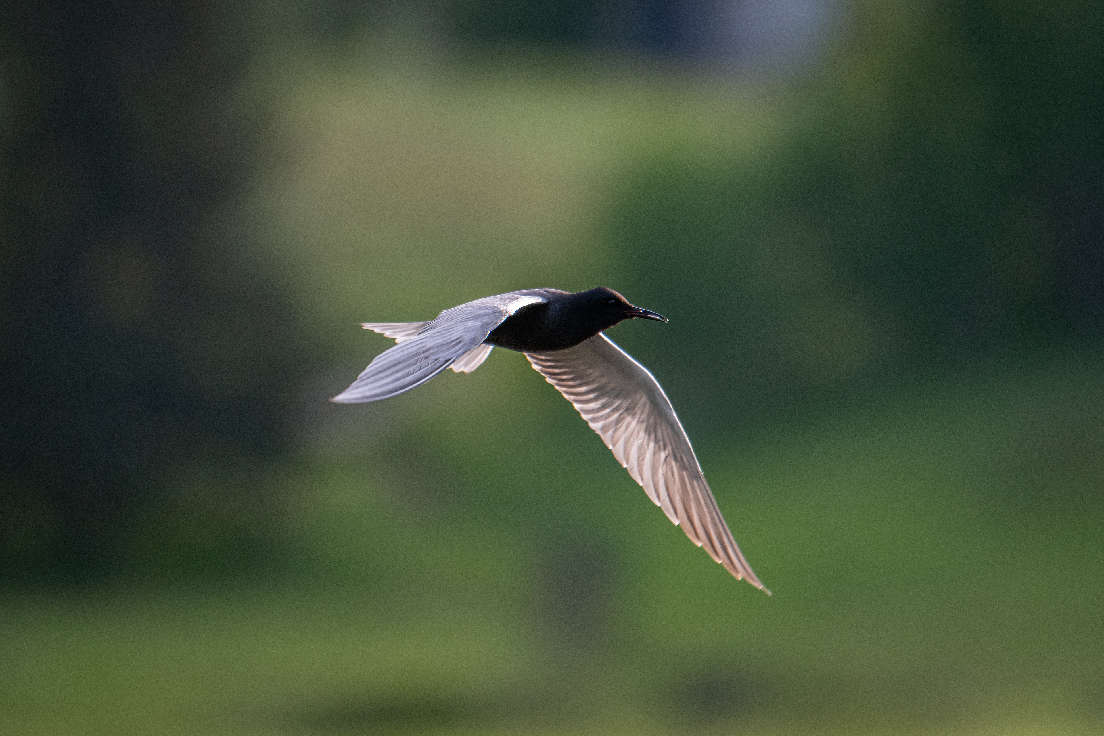 Black Tern (in flight), Marshall Springs ponds, Fish Creek Provincial Park, Calgary, AB