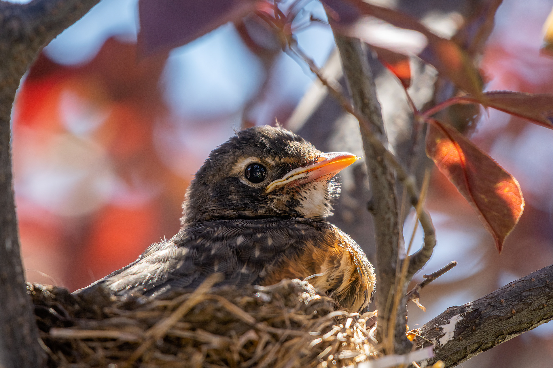 American Robin chick, Bridlewood, Calgary, AB