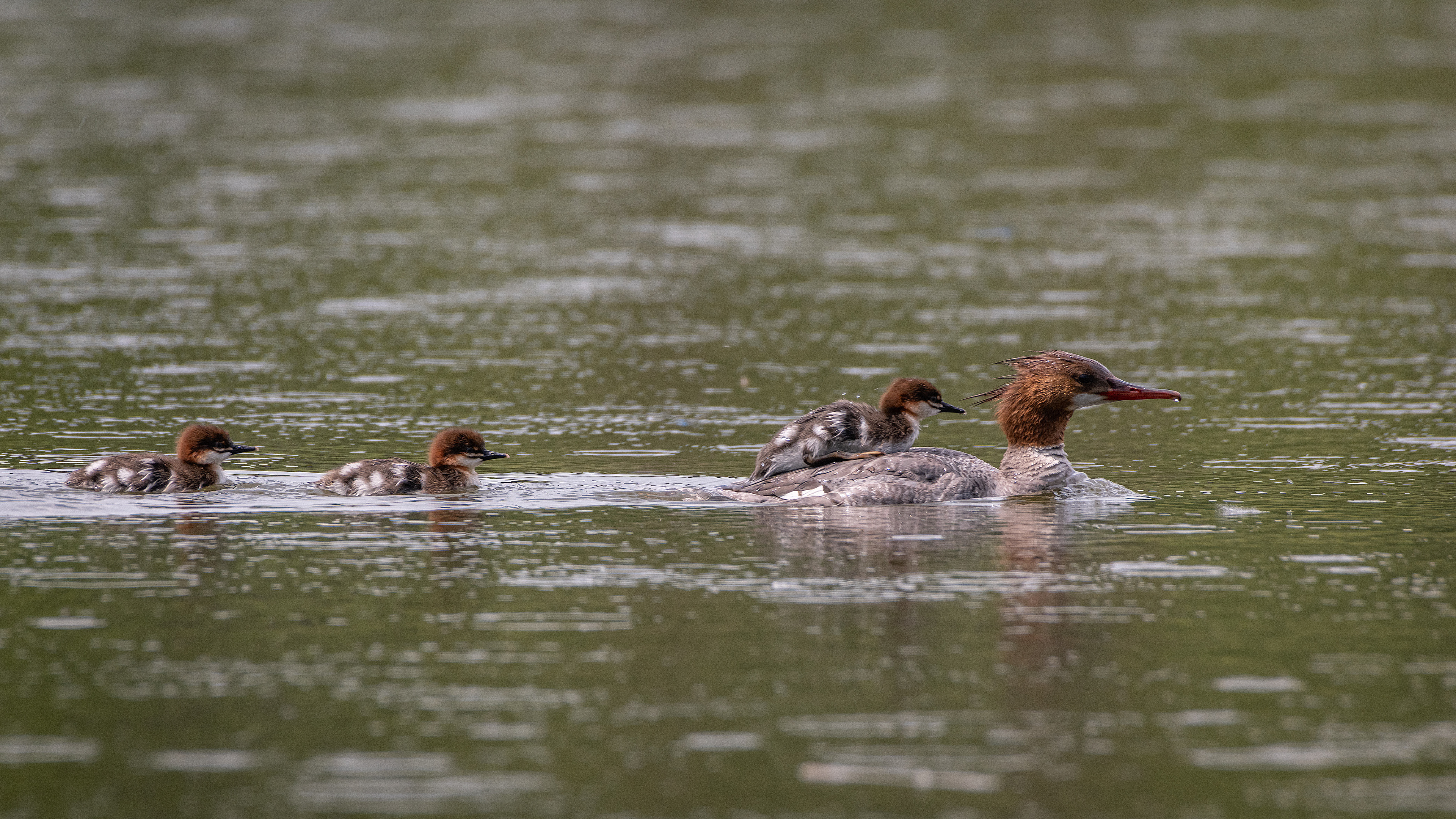 Common Mergansers, Marshall Springs ponds, Fish Creek Provincial Park, Calgary, AB