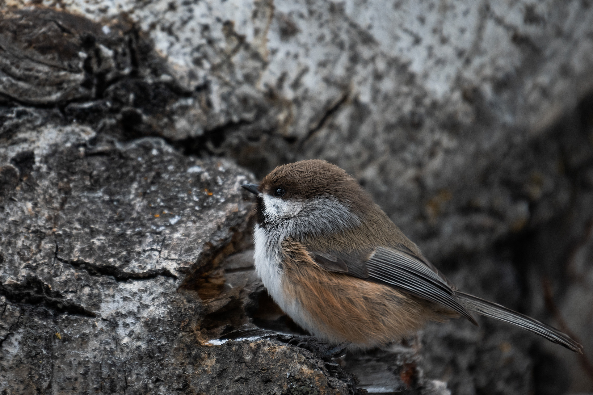 Boreal Chickadee, near the Marshall Springs area of Fish Creek Provincial Park, Calgary, AB