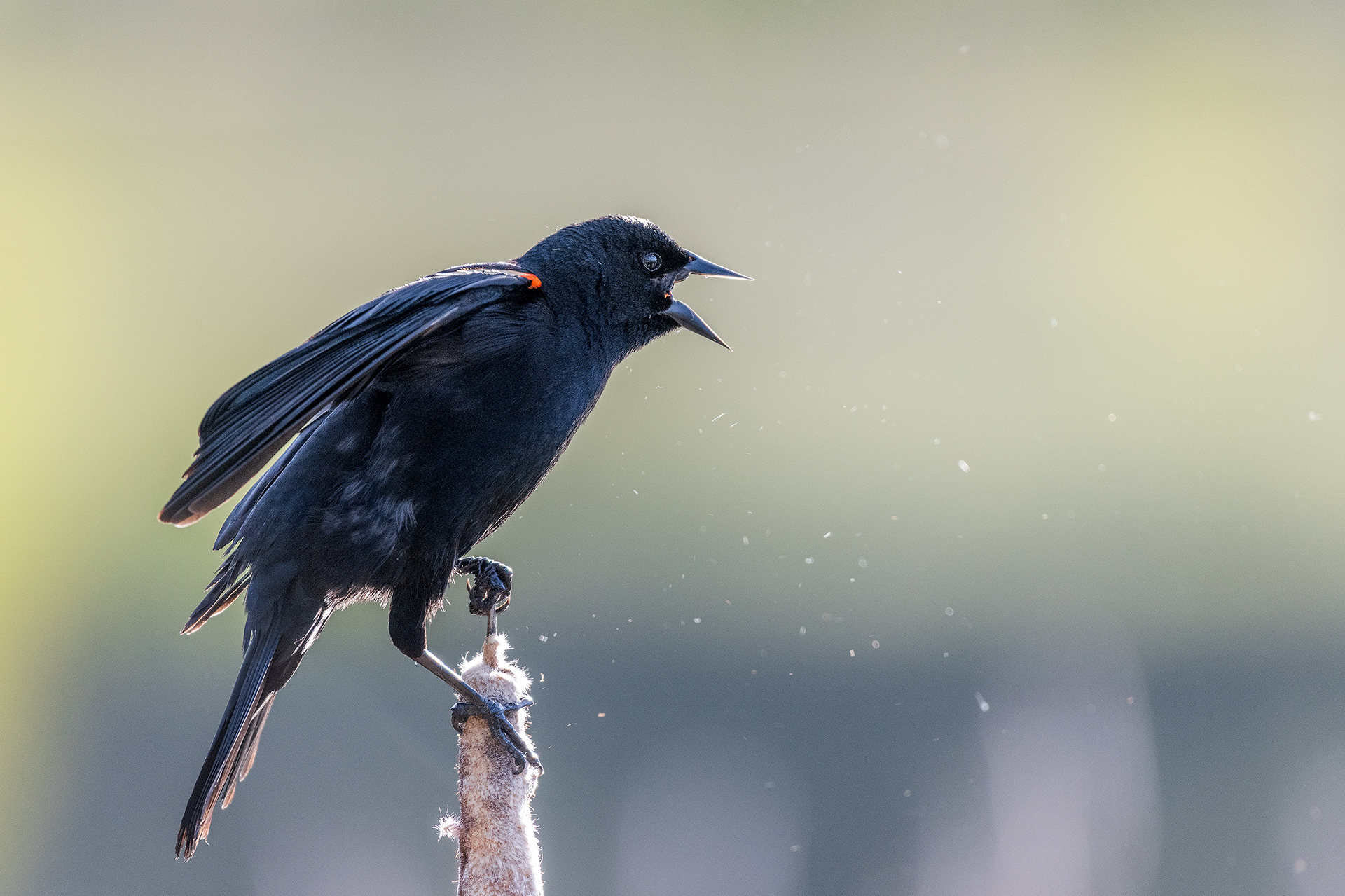 Red-winged Blackbird (male) perched and calling at the Marshall Springs ponds in Fish Creek Provincial Park, Calgary, Alberta