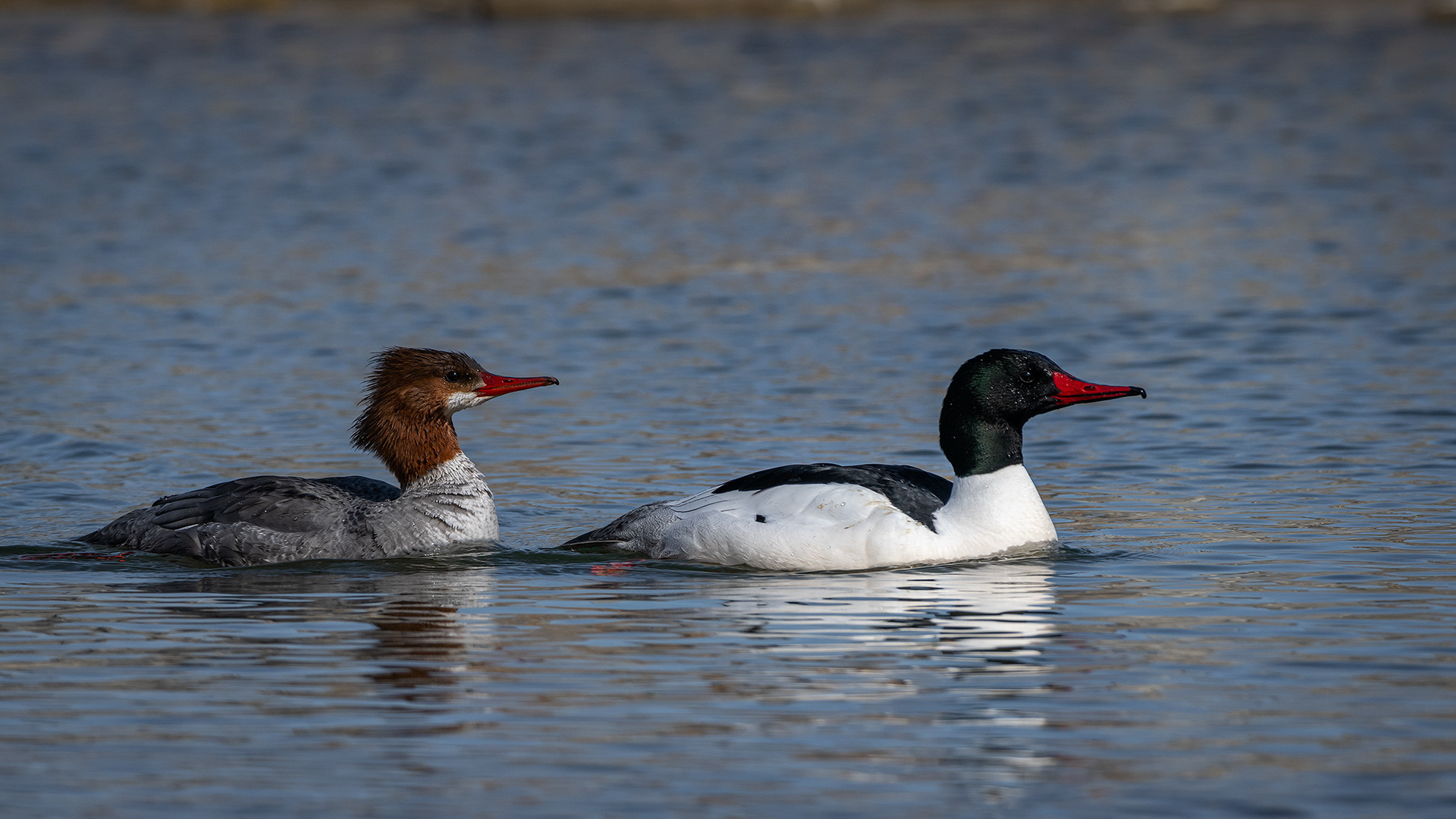 Common Merganser pair, near the Harvie Passage of the Bow River, Pearce Estate Park, Calgary, AB