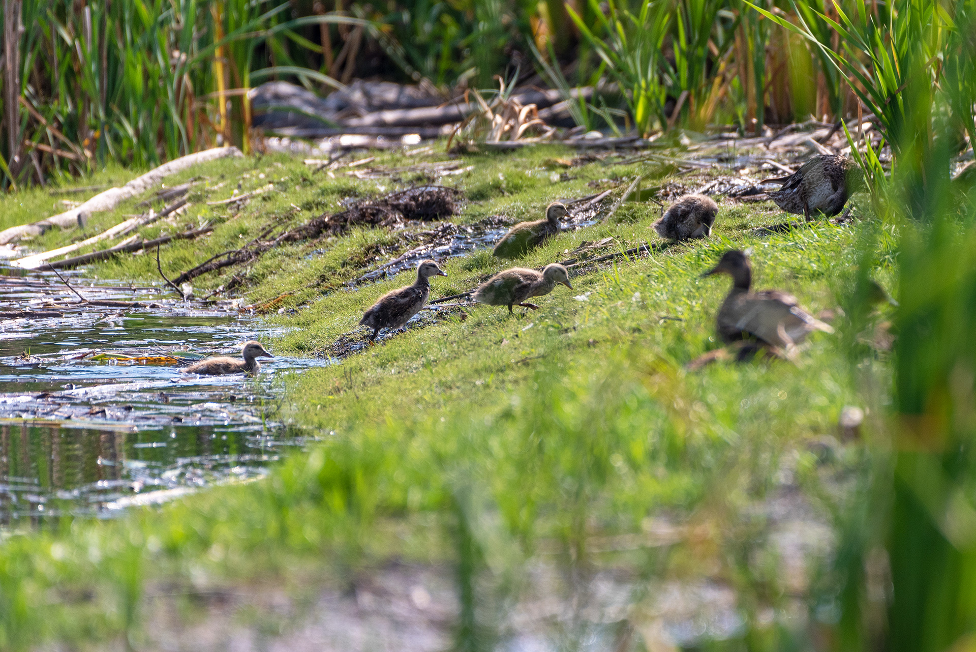 Mallard family coming out of a pond
