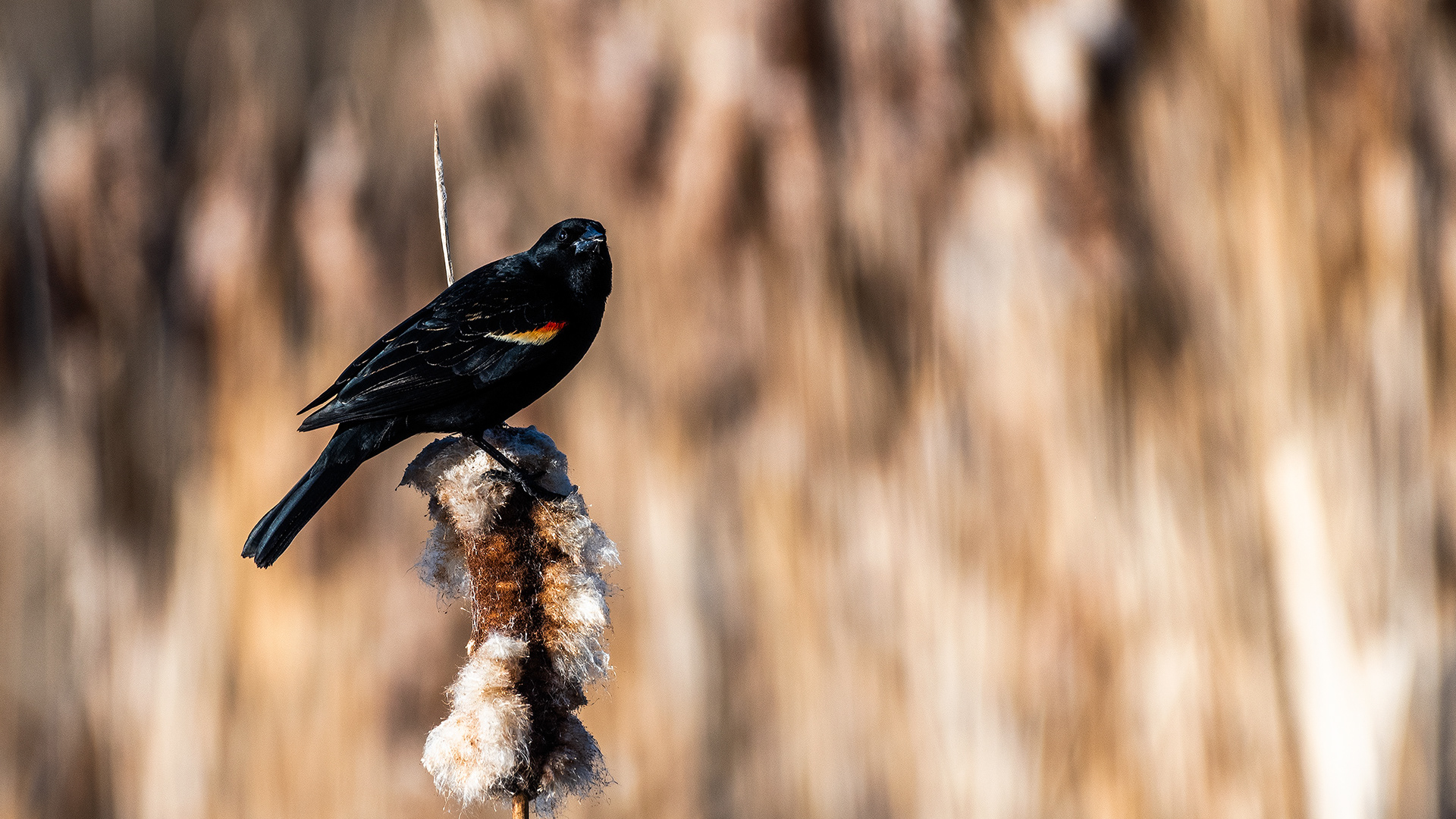 Red-winged Blackbird (male) at the Marshall Springs ponds on a cold frosty morning in Fish Creek Provincial Park