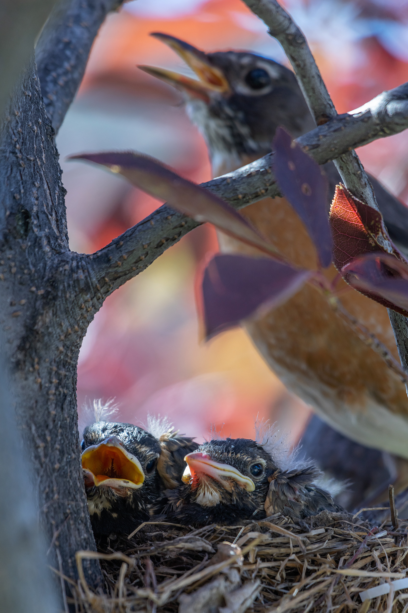 American Robin (female) with hatchlings, Bridlewood, Calgary, AB