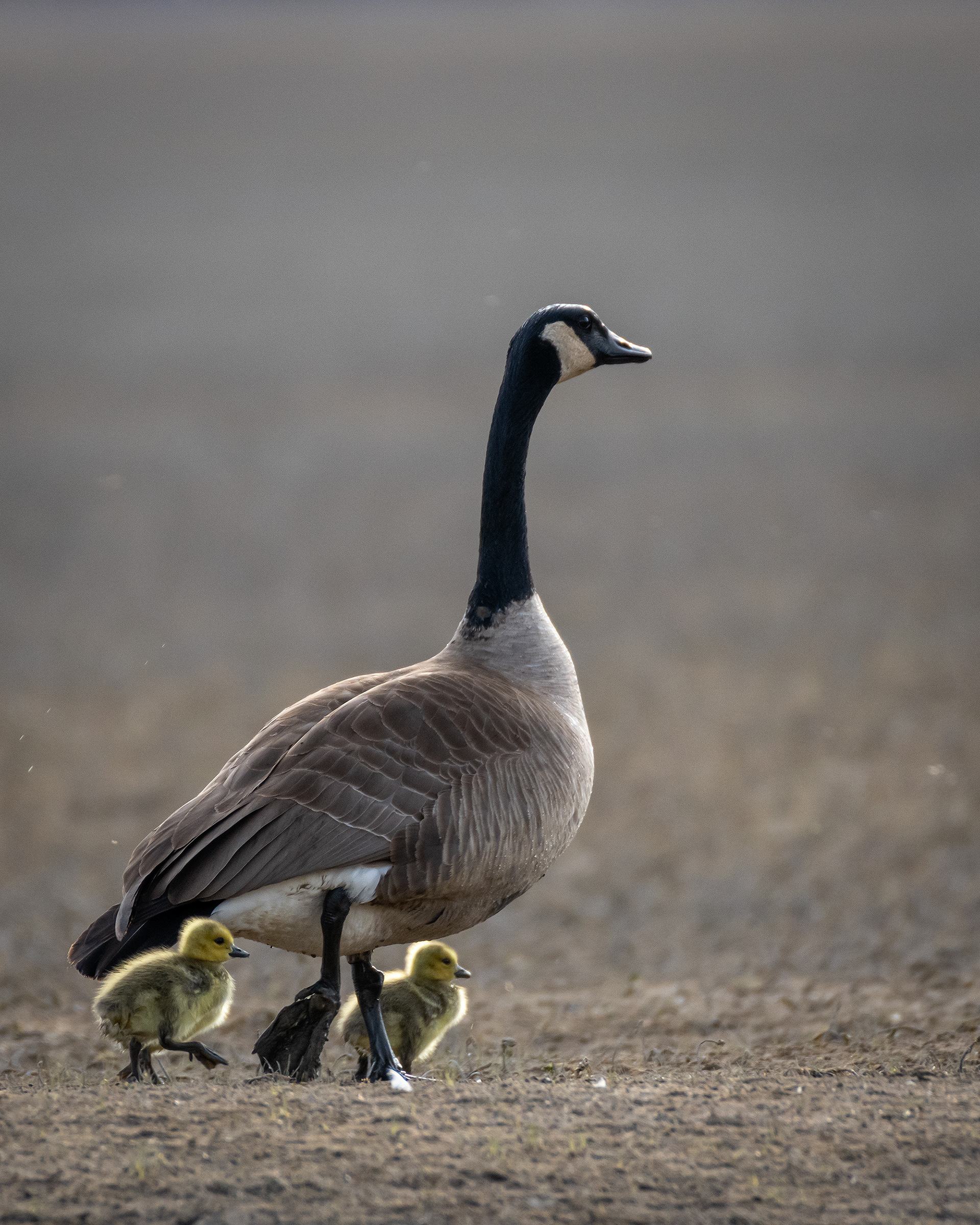 2 Canada Goose goslings with dad, Glenmore Reservoir, North Glenmore Park, Calgary, AB
