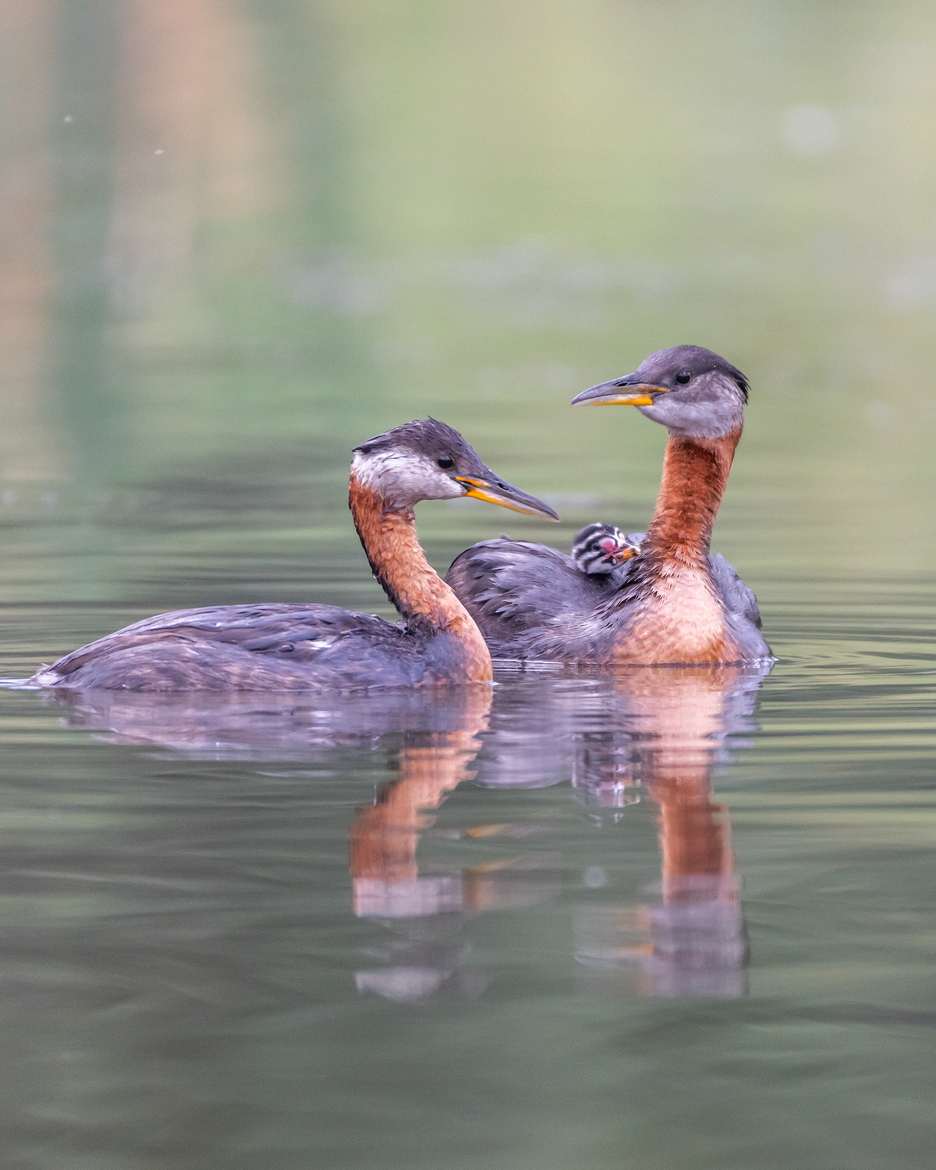 Red-necked Grebe pair with the two chicks (male has the chicks aboard (only one visible)), Marshall Springs - Fish Creek Prov. Park, Calgary, AB
