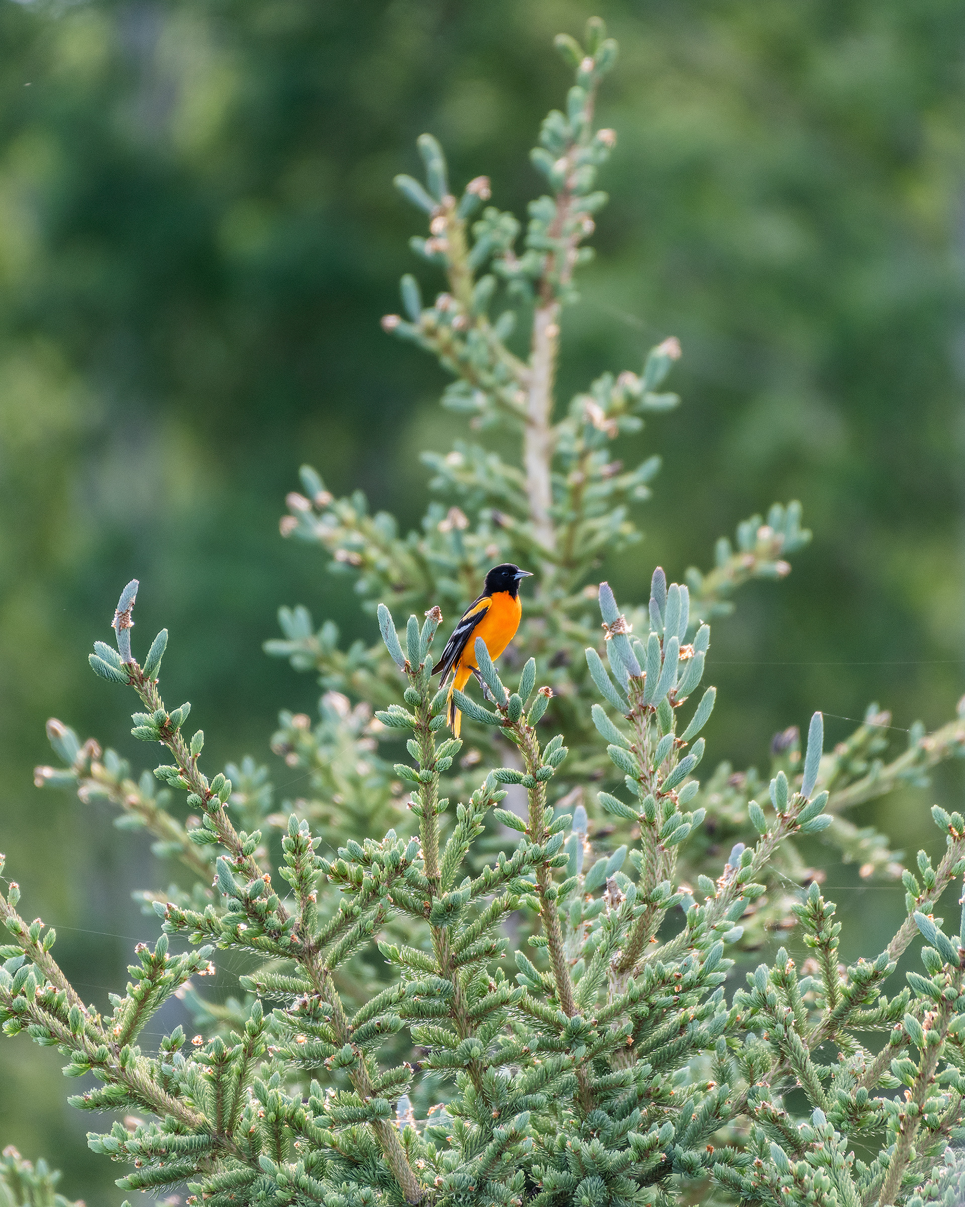 Baltimore Oriole near the Marshall Springs ponds in Fish Creek Provincial Park, Calgary, Alberta
