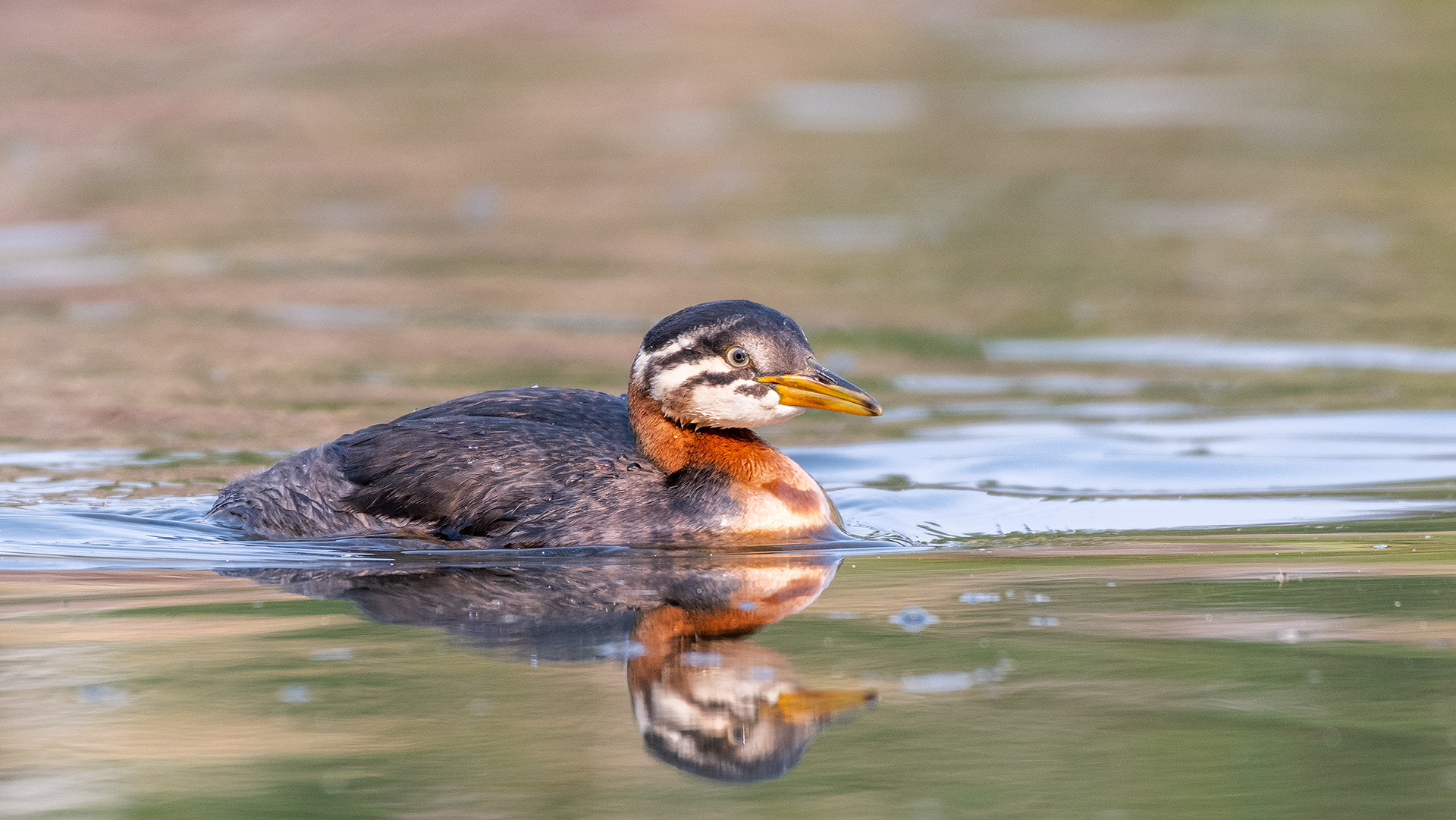 Red-necked Grebe (immature), Marshall Springs - Fish Creek Prov. Park, Calgary, AB