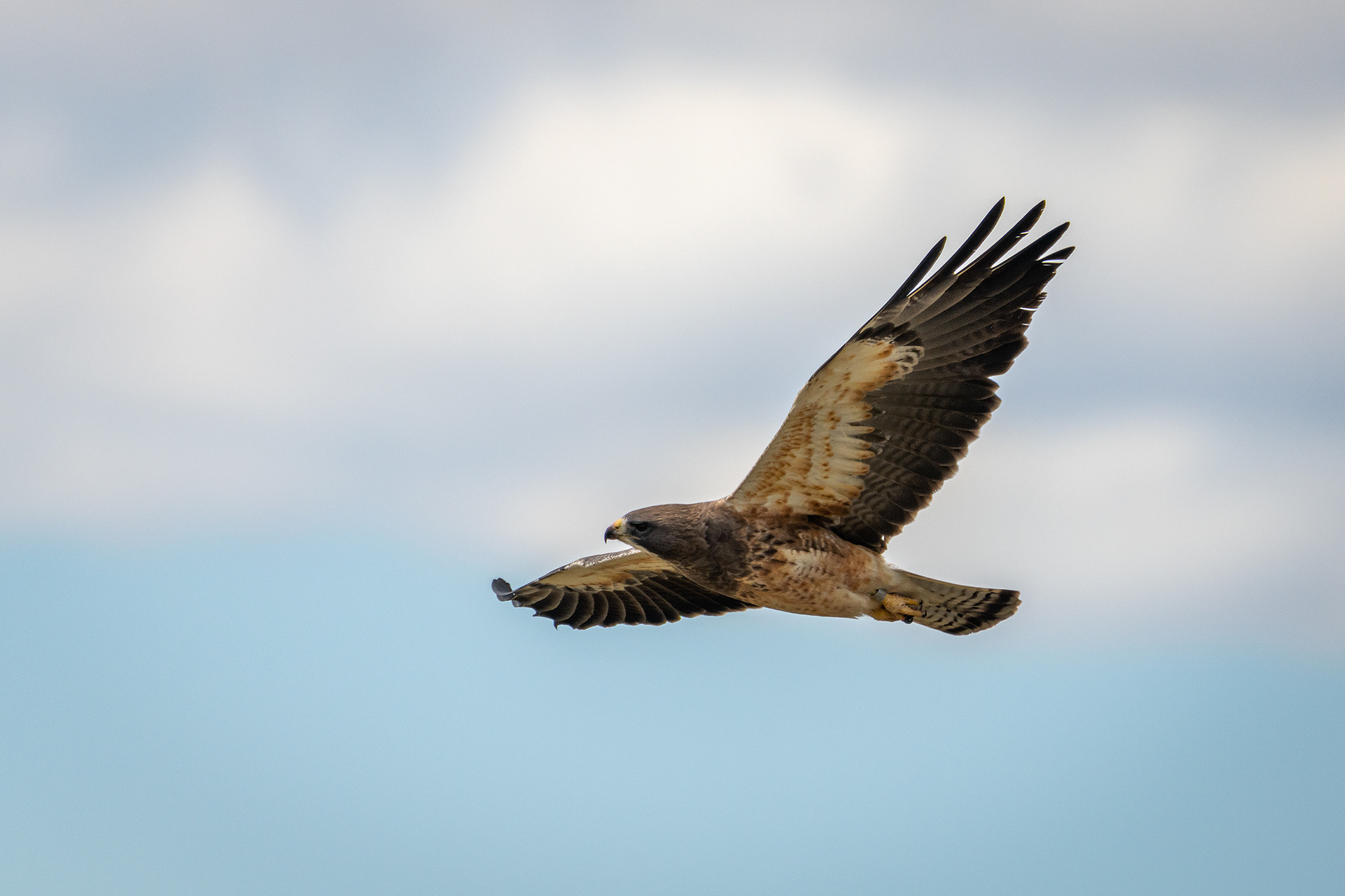 Hawk (in flight), Tom Campbell's Hill Natural Park, Calgary, AB