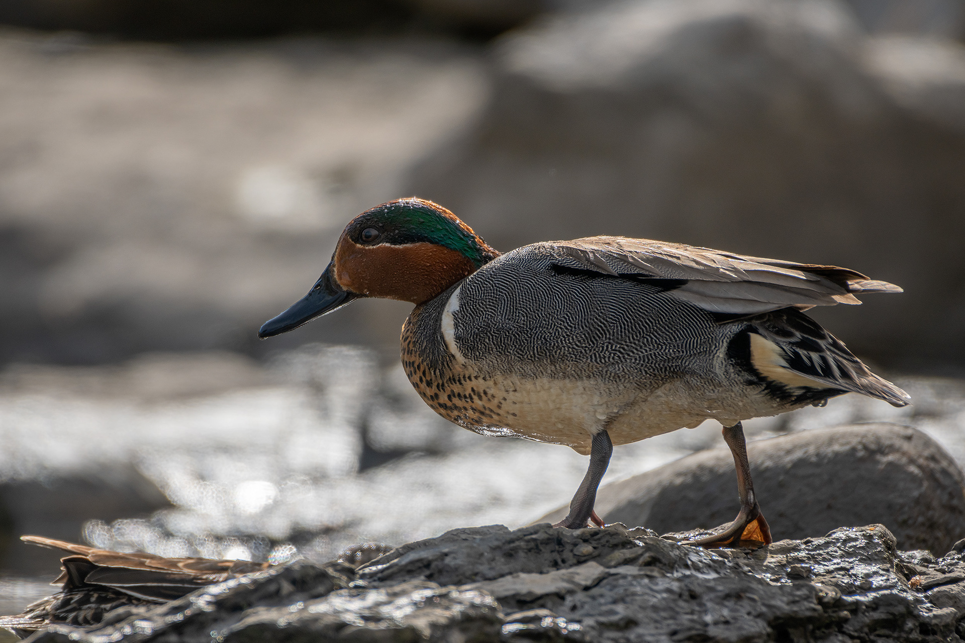 Green-winged Teal (male), Marshall Springs, Fish Creek Provincial Park, Calgary, AB