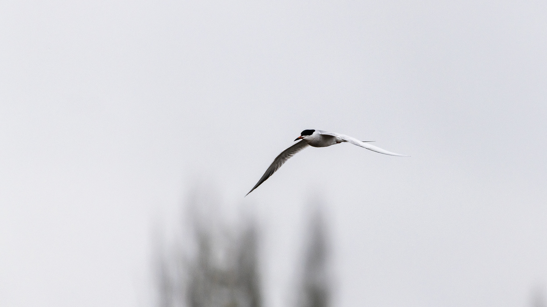 Common Tern in flight at Bridlewood Wetlands Park, Calgary, Alberta