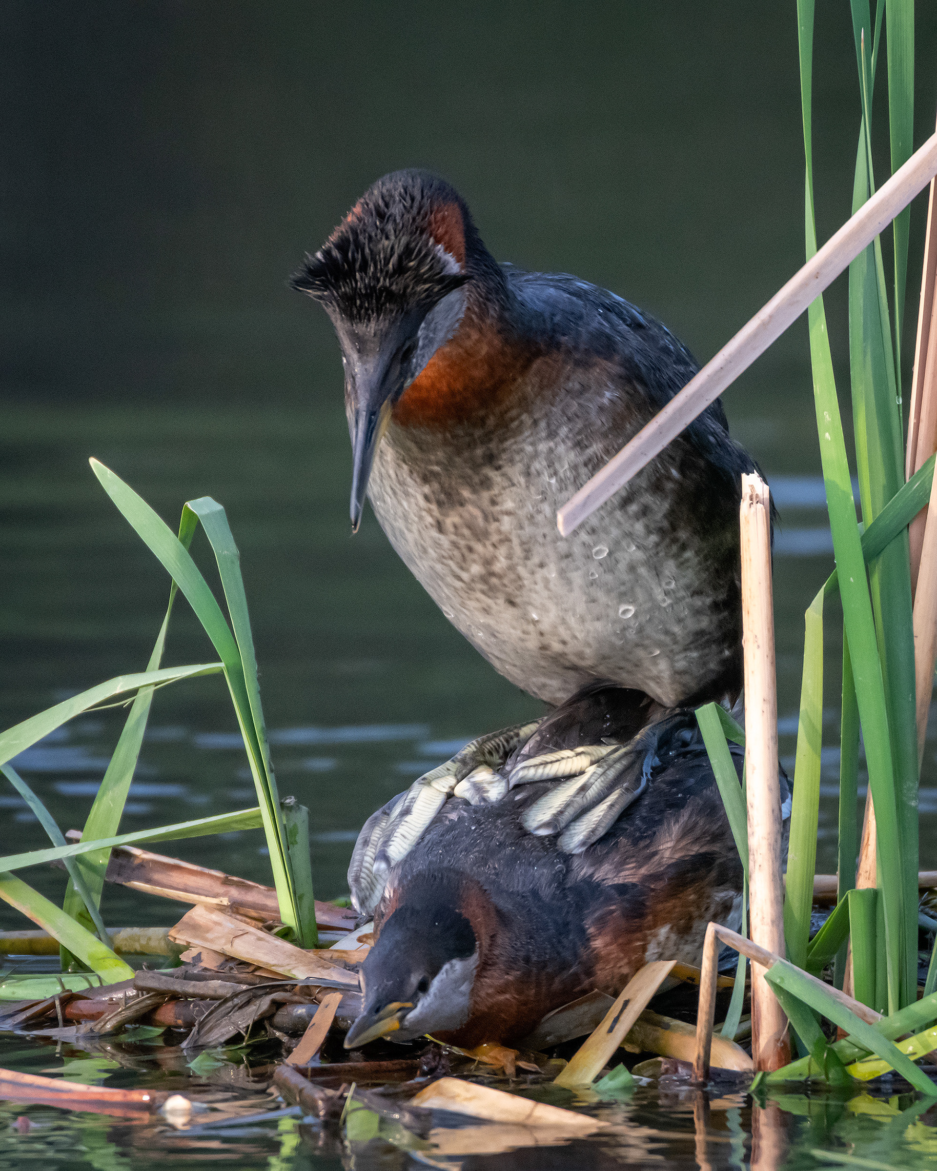 Red-necked Grebe pair mating, Marshall Springs ponds, Fish Creek Provincial Park, Calgary, AB
