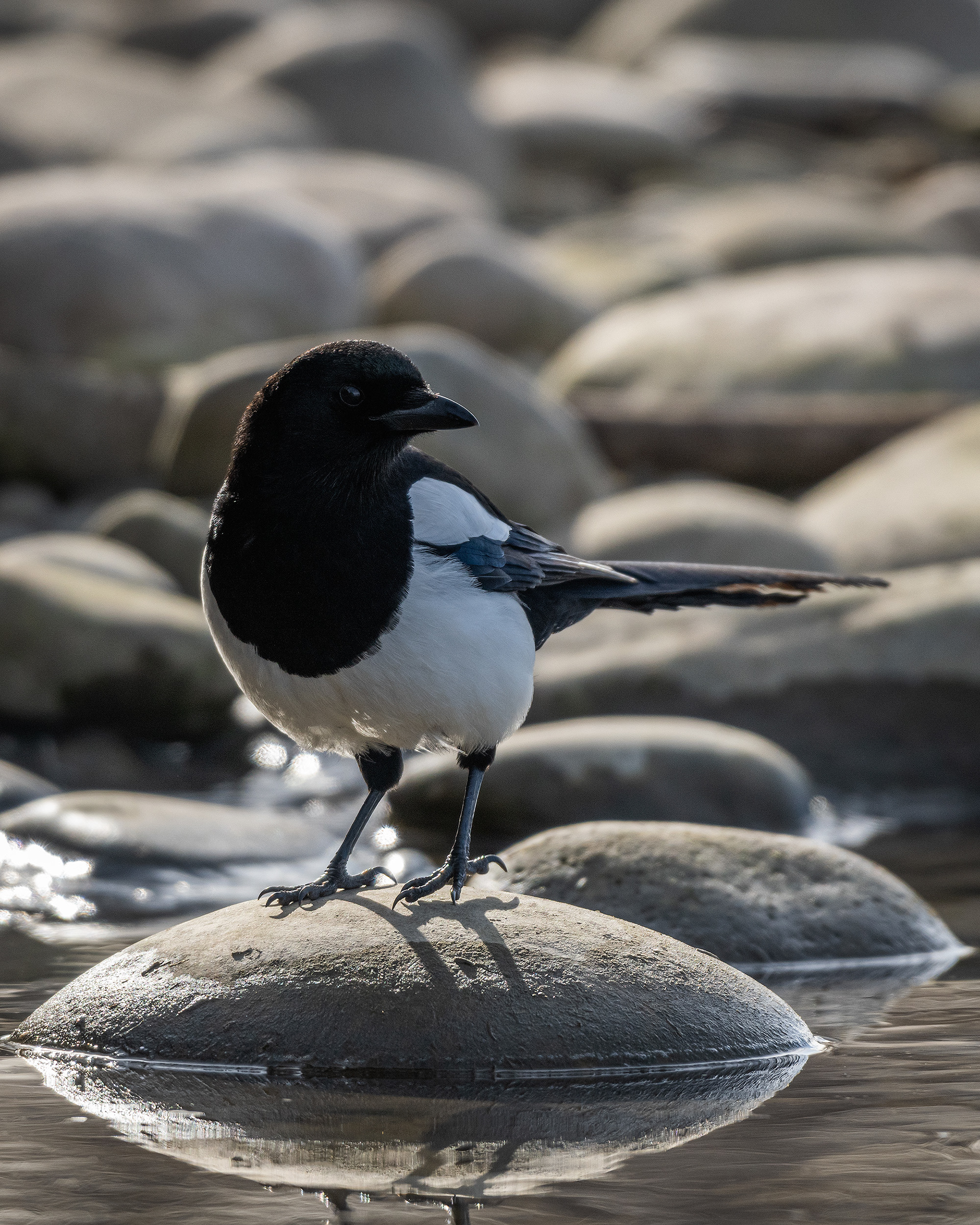 Black-billed Magpie at the edge of the Bow River, just down stream from Carburn Park, Calgary, AB