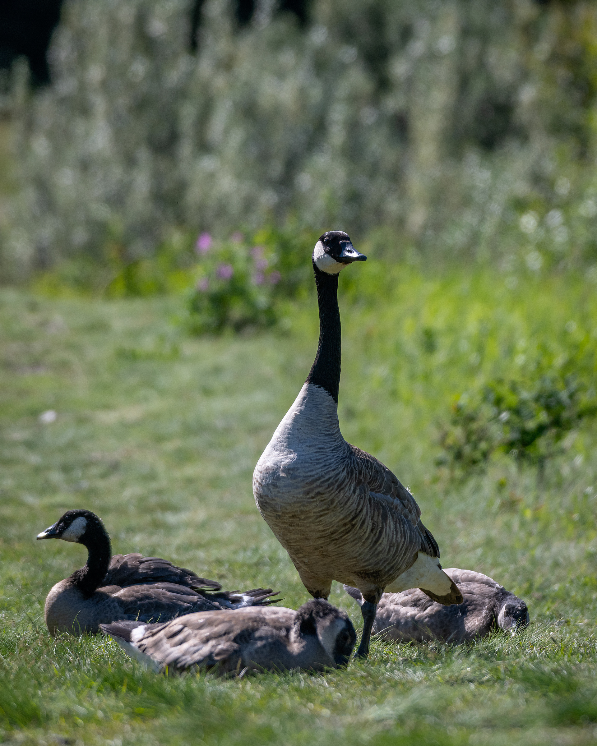 Canada Goose family, Marshall Springs ponds, Fish Creek Provincial Park, Calgary, AB