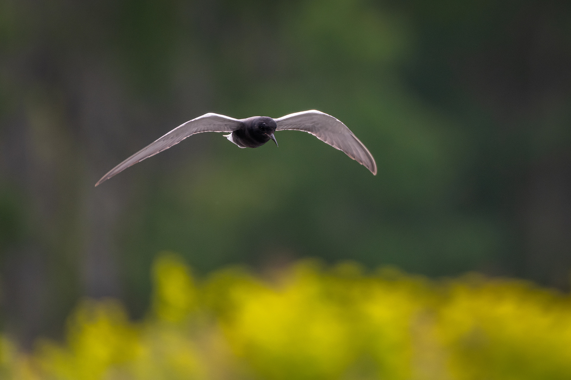 Black Tern (in flight), Marshall Springs ponds, Fish Creek Provincial Park, Calgary, AB