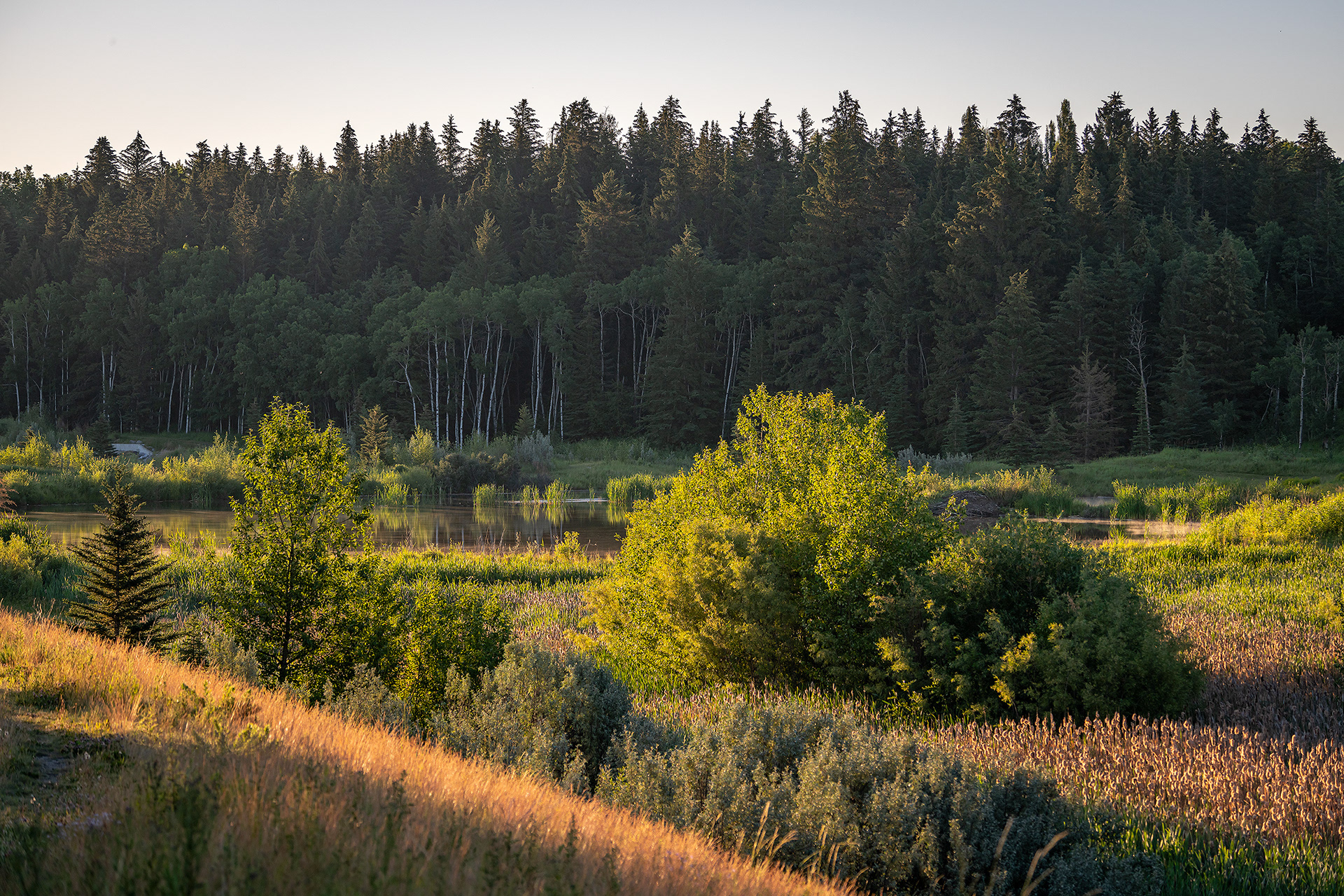 Landscape, Marshall Springs ponds, Fish Creek Provincial Park, Calgary, AB