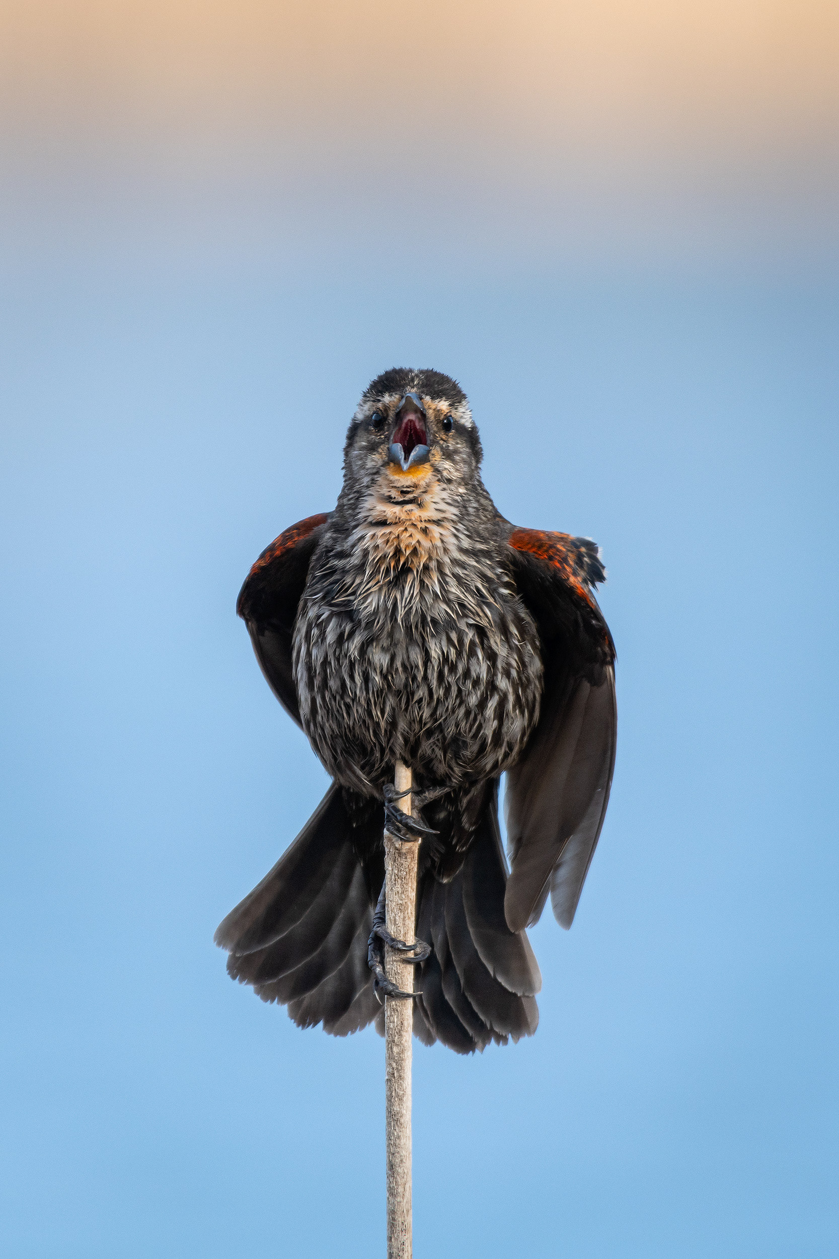 Red-winged Blackbird (female), Bridlewood Wetlands Park, Calgary, AB