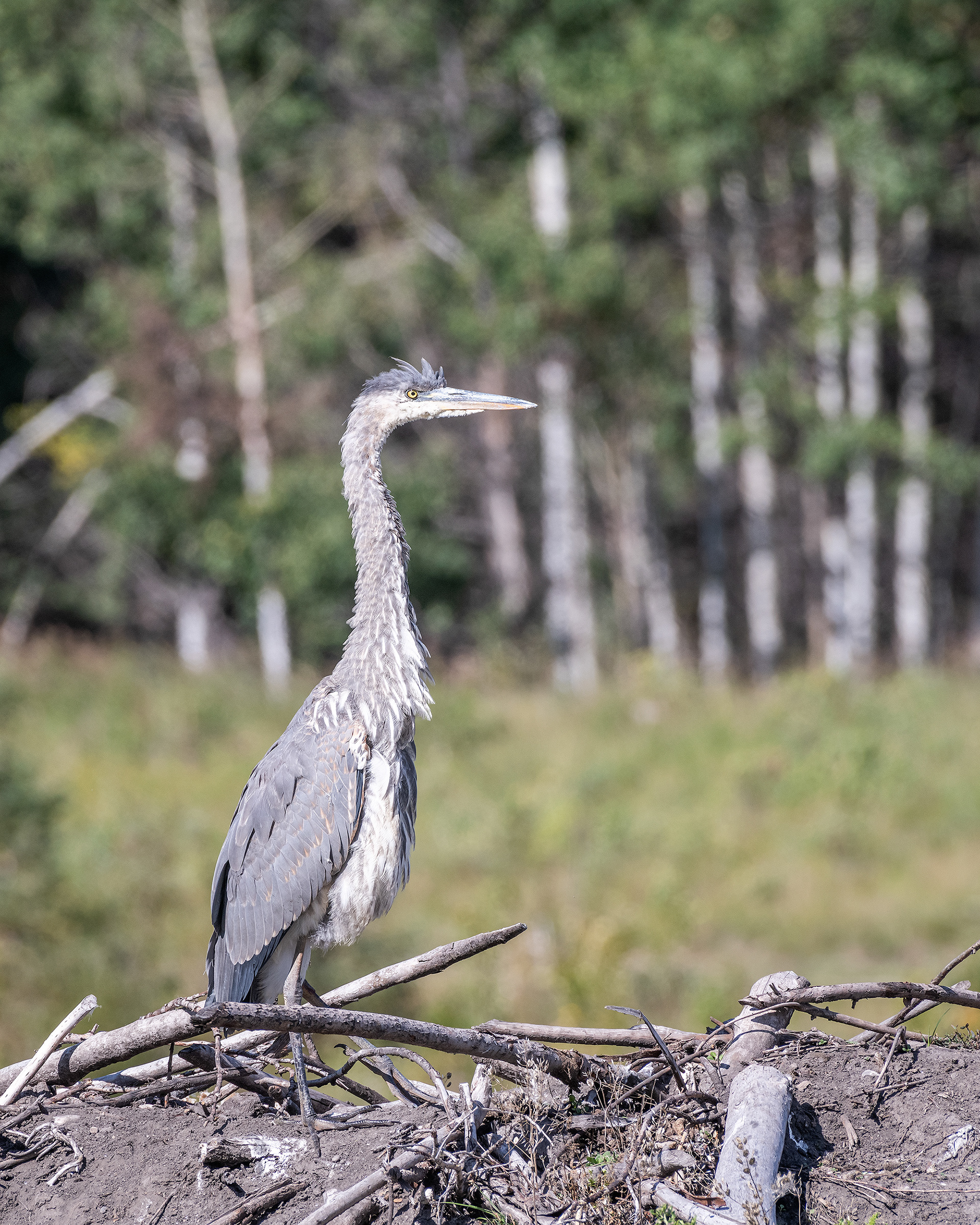 Great Blue Heron, Marshall Springs - Fish Creek Prov. Park, Calgary, AB