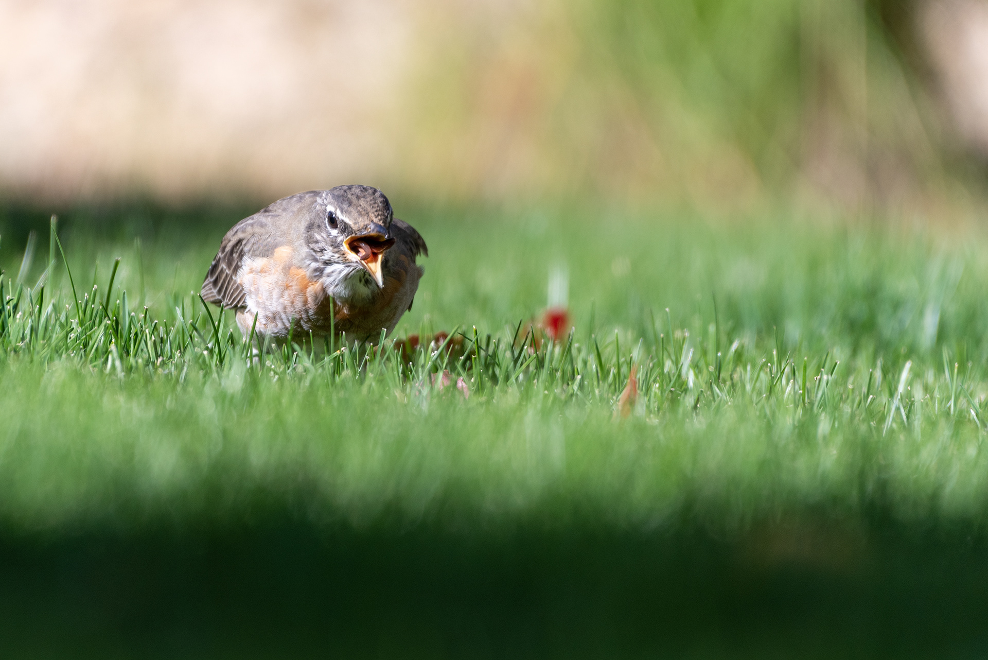 American Robin eating a worm in the back yard