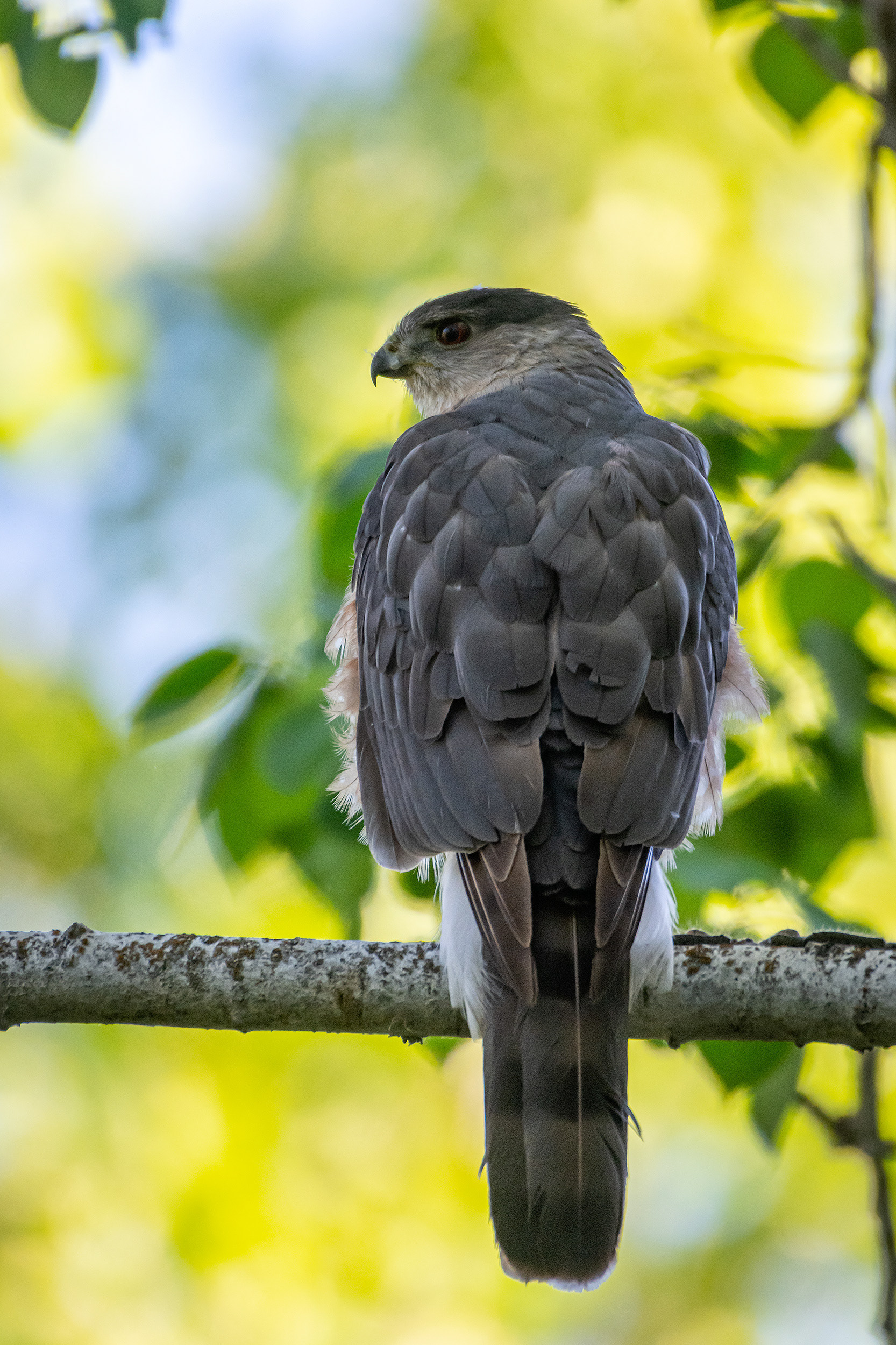 Cooper's Hawk, Marshall Springs, Fish Creek Provincial Park, Calgary, AB