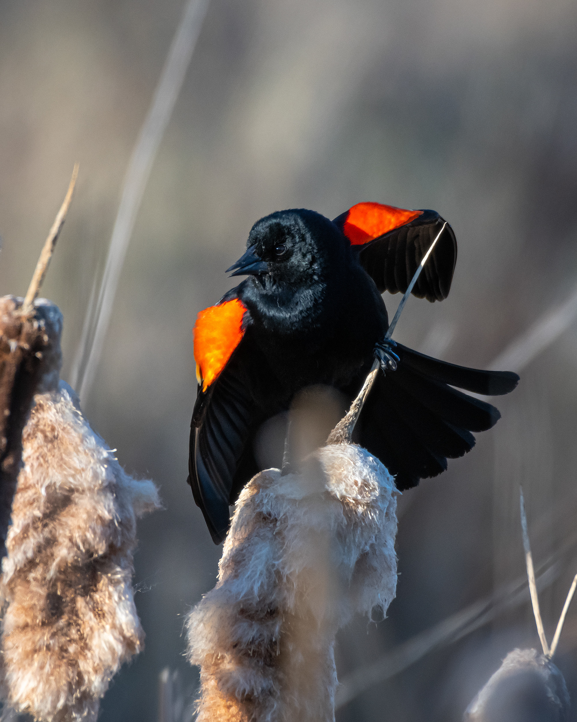 Red-winged Blackbird (male), Marshall Springs, Fish Creek Provincial Park, Calgary, AB