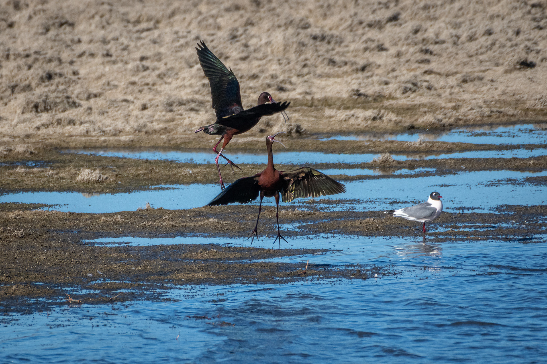 White-faced Ibises, Glenmore Reservoir, North Glenmore Park, Calgary, AB